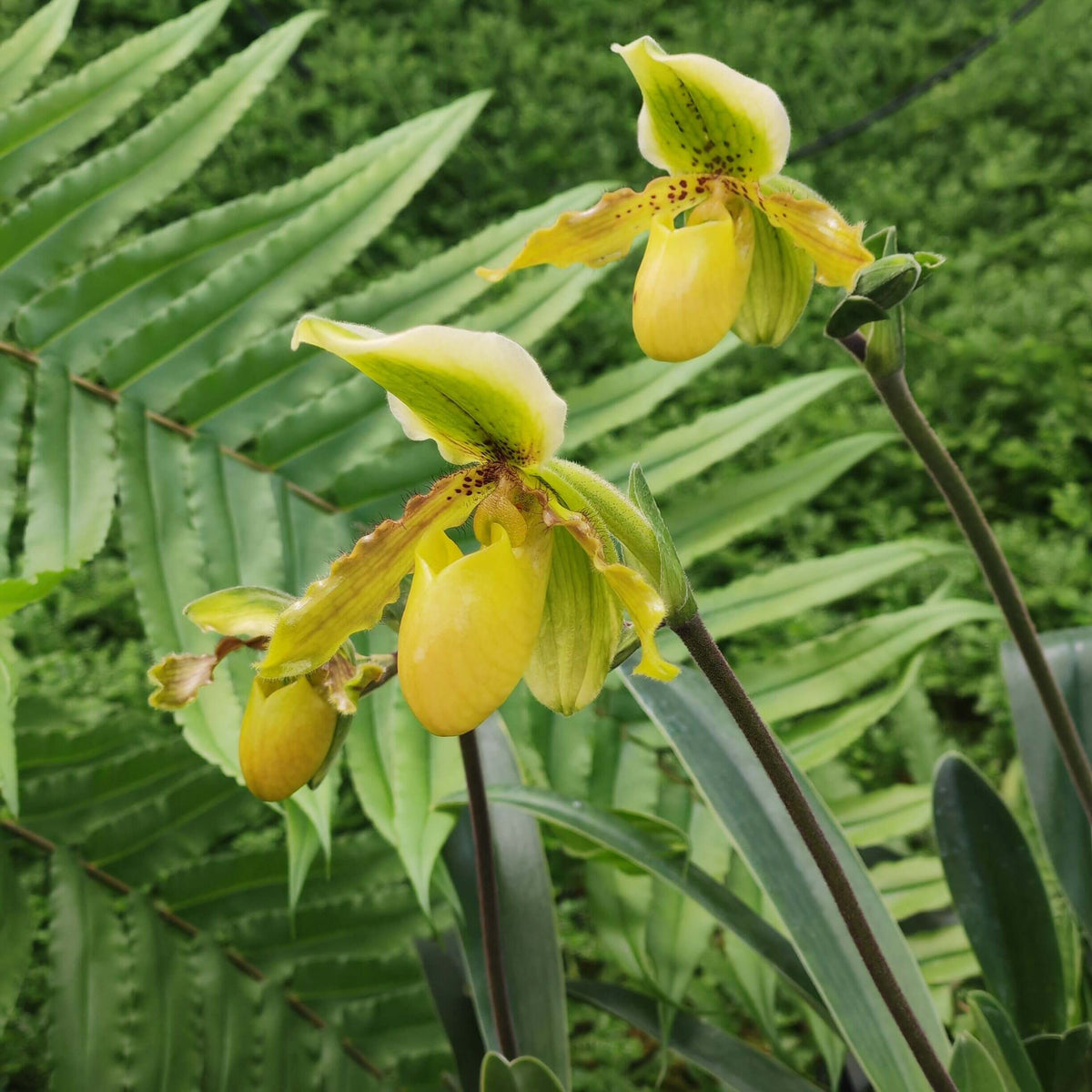 Paphiopedilum Krista is a primary hybrid between Paphiopedilum exul × Paphiopedilum primulinum. The cross combines the compact, warm-growing characteristics of P. exul with the sequential-flowering habit and yellow-green flowers of P. primulinum. This makes Krista an attractive choice for collectors interested in compact, long-flowering Paphiopedilum hybrids.