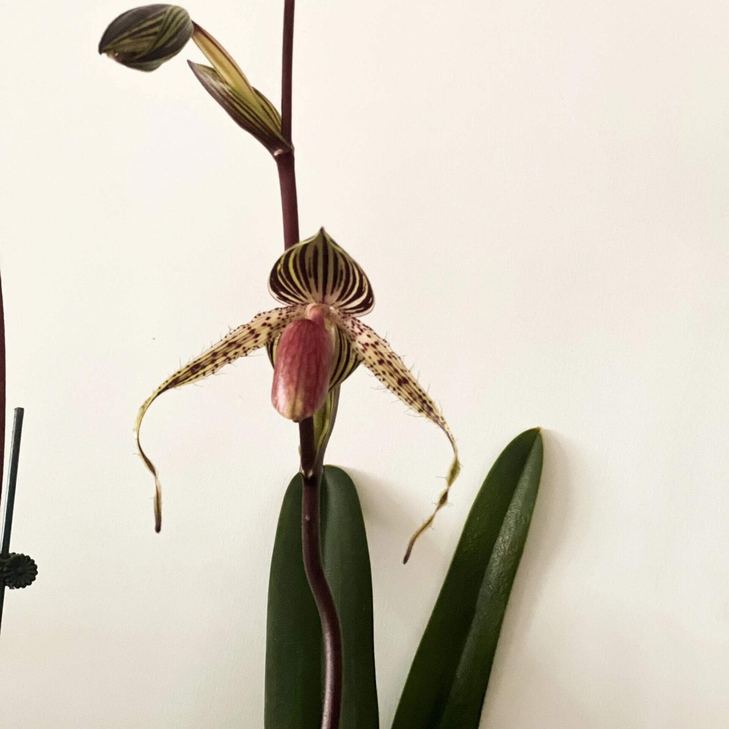 Paphiopedilum Lady Rothschild is a classic multifloral slipper orchid hybrid registered in 1994 by F. Booth, created by crossing Paphiopedilum rothschildianum with Paphiopedilum Lady Isabel. Because Lady Isabel itself is a hybrid of rothschildianum and stonei, this grex is strongly dominated by rothschildianum genetics, resulting in large, bold flowers with wide horizontal petal spread and dramatic striping.