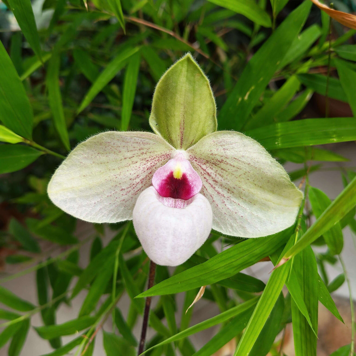 Paphiopedilum Lynleigh Koopowitz is a registered primary hybrid between Paphiopedilum delenatii × Paphiopedilum malipoense. It is particularly valued for its soft pink, white and green flowers, darkly mottled foliage and pleasant, often described as raspberry-like fragrance. The hybrid is generally considered relatively easy to grow and flower.
