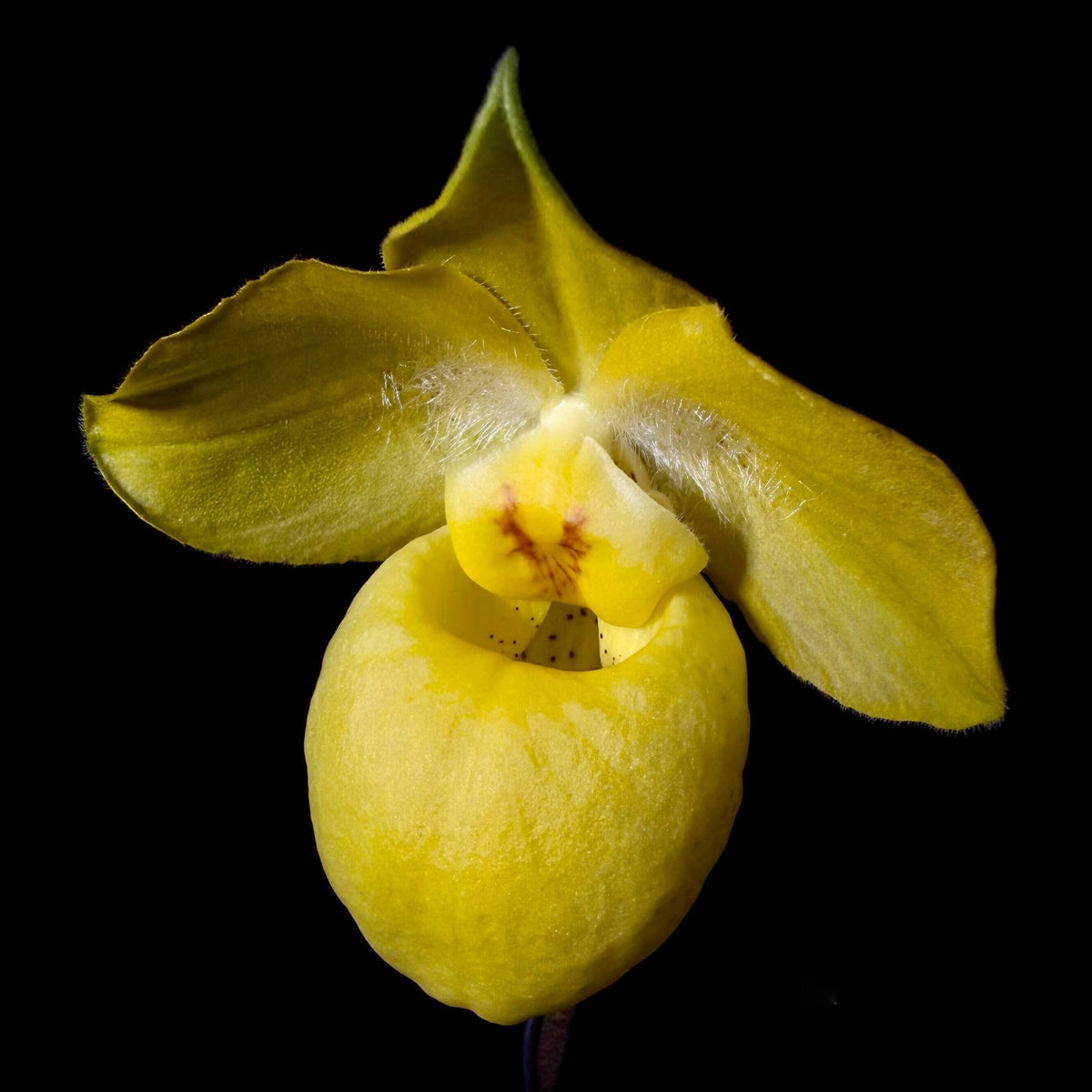 Paphiopedilum armeniacum S.C.Chen & F.Y.Liu is a highly prized golden-flowered Paphiopedilum native to western Yunnan, China, and northern Myanmar. It grows at roughly 1,600–2,000 m elevation, primarily on limestone cliffs and slopes in semi-shaded deciduous forest, often above rivers. It is especially famous for its large sulphur-yellow to golden-yellow flowers and beautifully dark green and pale green marbled leaves, with purple-red spotting underneath.