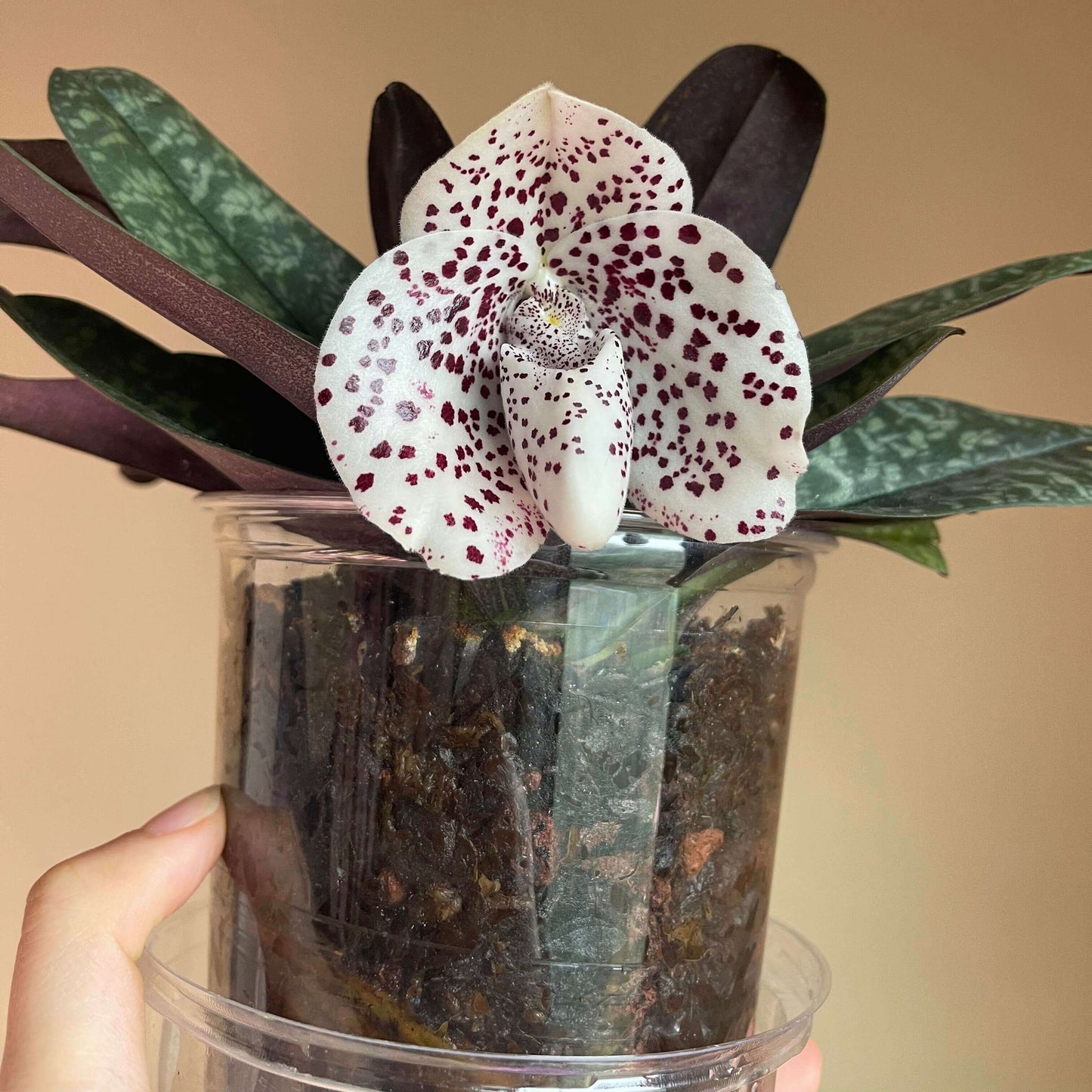 Paphiopedilum bellatulum is a compact terrestrial to lithophytic slipper orchid native to Southeast Asia, where it grows in shaded limestone habitats with moss and leaf litter at low to mid elevations.