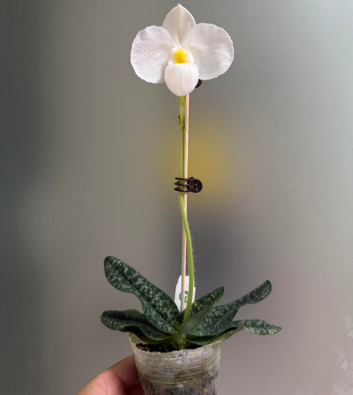 Paphiopedilum delenatii f. albinum