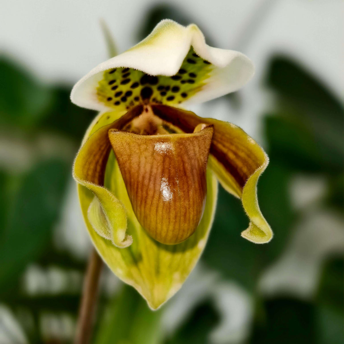 Paphiopedilum exul is a rare single-flowered Paphiopedilum native to Peninsular Thailand, particularly the western and eastern coastal regions. It grows as a terrestrial or lithophytic orchid in wet tropical habitats, from sea level to about 50 m, often rooted in humus-filled rock crevices. The plant forms 4–5 upright, linear, yellowish-green leaves, reaching up to about 35 cm long. Each inflorescence normally carries a single flower around 6.5 cm across.