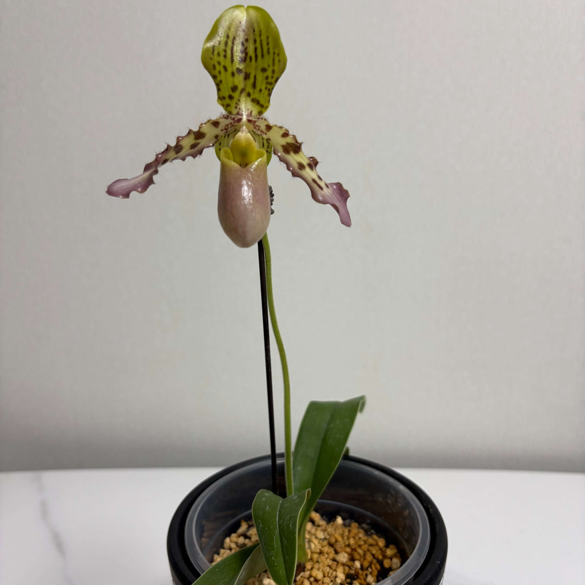 This is an interesting cross between the sequential-flowering P. glaucophyllum and the distinctive striped-flowered P. tigrinum. P. glaucophyllum itself can produce long inflorescences with many flowers opening successively, while P. tigrinum contributes its characteristic striped floral pattern and strong floral substance.