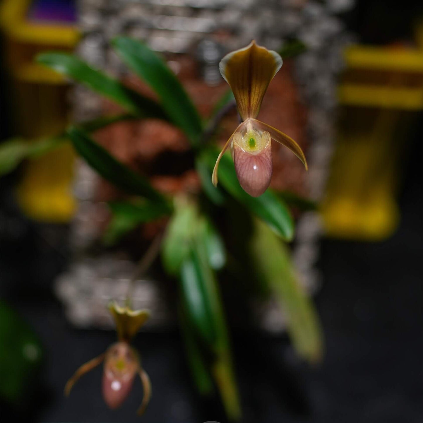 Paphiopedilum helenae is one of the smallest species in the Paphiopedilum genus. This rare and compact orchid is native to northern Vietnam’s Cao Bằng Province, where it grows on steep limestone cliffs and mossy ledges at elevations between 100 and 900 meters. It’s known for its delicate pale yellow to greenish flowers with a pinkish pouch and usually blooms in the fall and winter.