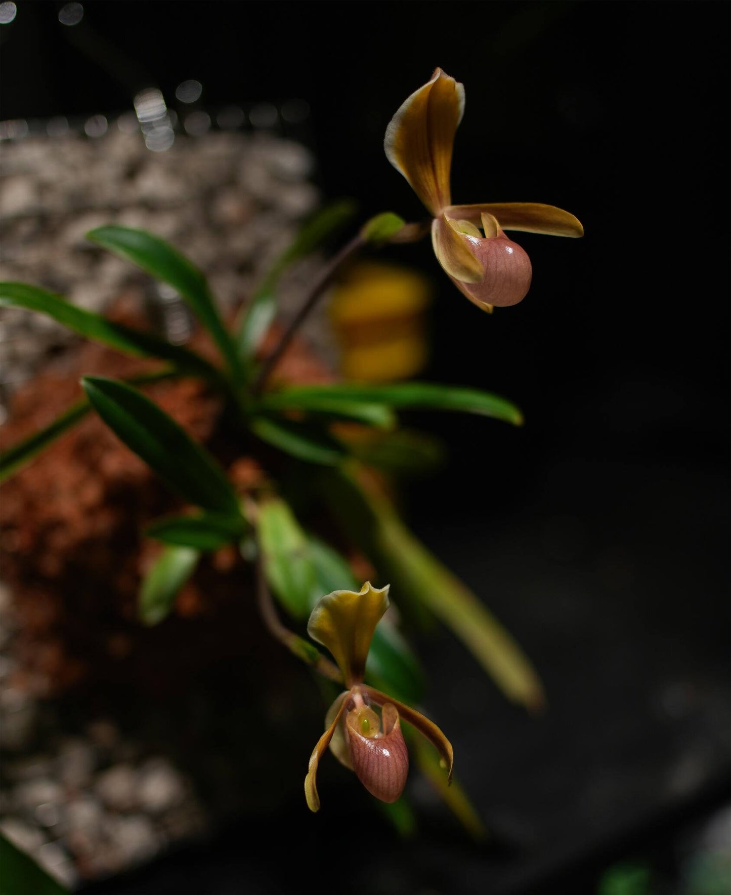 Paphiopedilum helenae is one of the smallest species in the Paphiopedilum genus. This rare and compact orchid is native to northern Vietnam’s Cao Bằng Province, where it grows on steep limestone cliffs and mossy ledges at elevations between 100 and 900 meters. It’s known for its delicate pale yellow to greenish flowers with a pinkish pouch and usually blooms in the fall and winter.