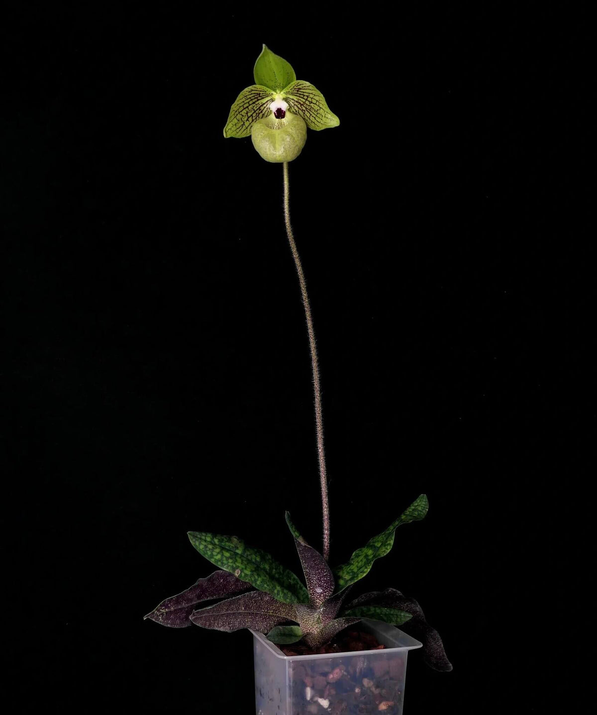 Paphiopedilum malipoense S.C.Chen & Z.H.Tsi is a lithophytic or terrestrial Paphiopedilum native to southern China and northern Vietnam. It grows mainly on limestone formations and in leaf litter of montane cloud forests, generally in partial shade at about 450–1,450 m elevation. It is especially prized for its beautiful green tessellated foliage, purple-marked leaf undersides, large green flowers and pleasant apple-to-raspberry fragrance.