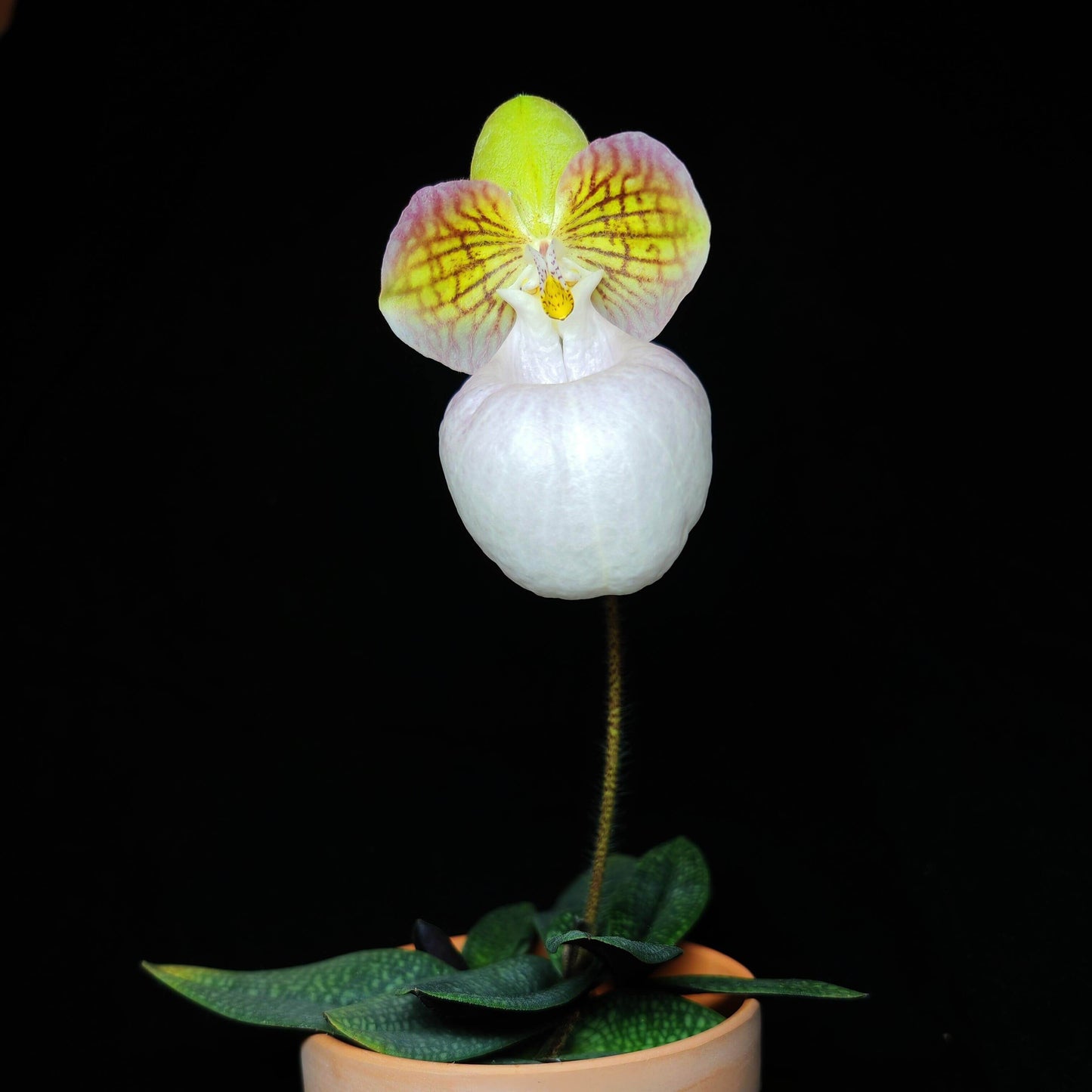 Paphiopedilum micranthum var. eburneum is a rare color form of Paphiopedilum micranthum, a limestone-dwelling slipper orchid from southern China and northern Vietnam, distinguished by its elegant ivory to creamy-white flowers with a soft blush rather than the typical pink tones of the species.