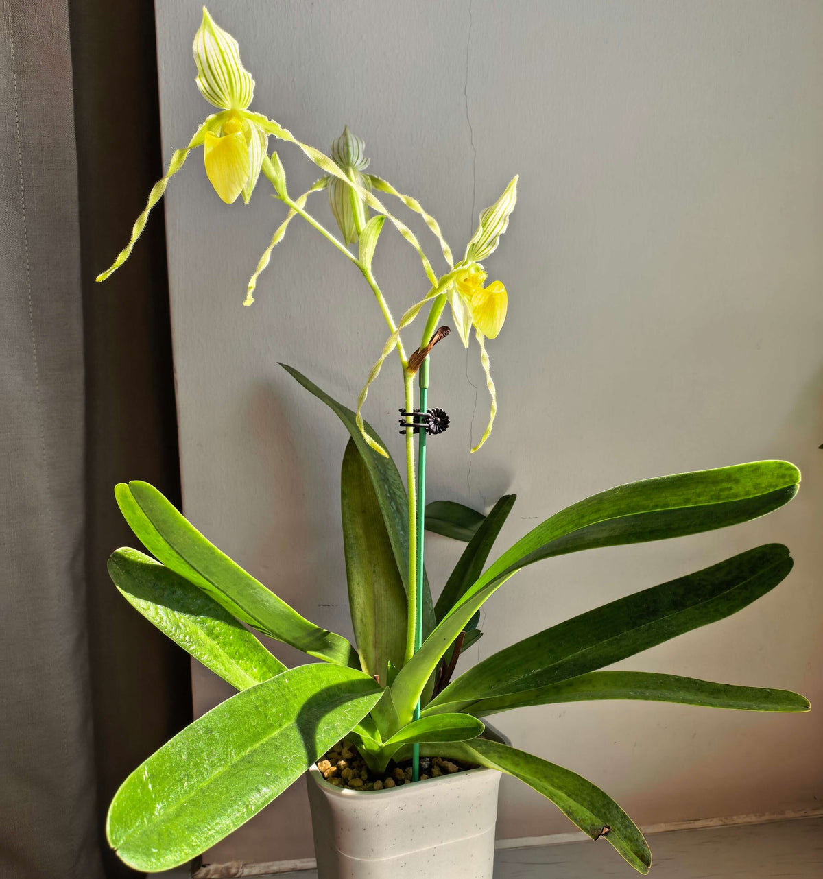 Paphiopedilum philippinense ‘Alba’