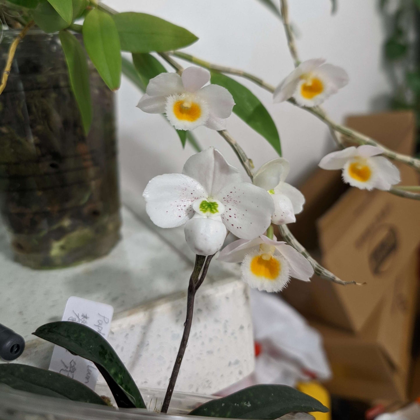 Paphiopedilum thaianum is a miniature terrestrial slipper orchid endemic to southern Thailand, where it grows in shaded primary forests on steep limestone cliffs and slopes at low elevations.
