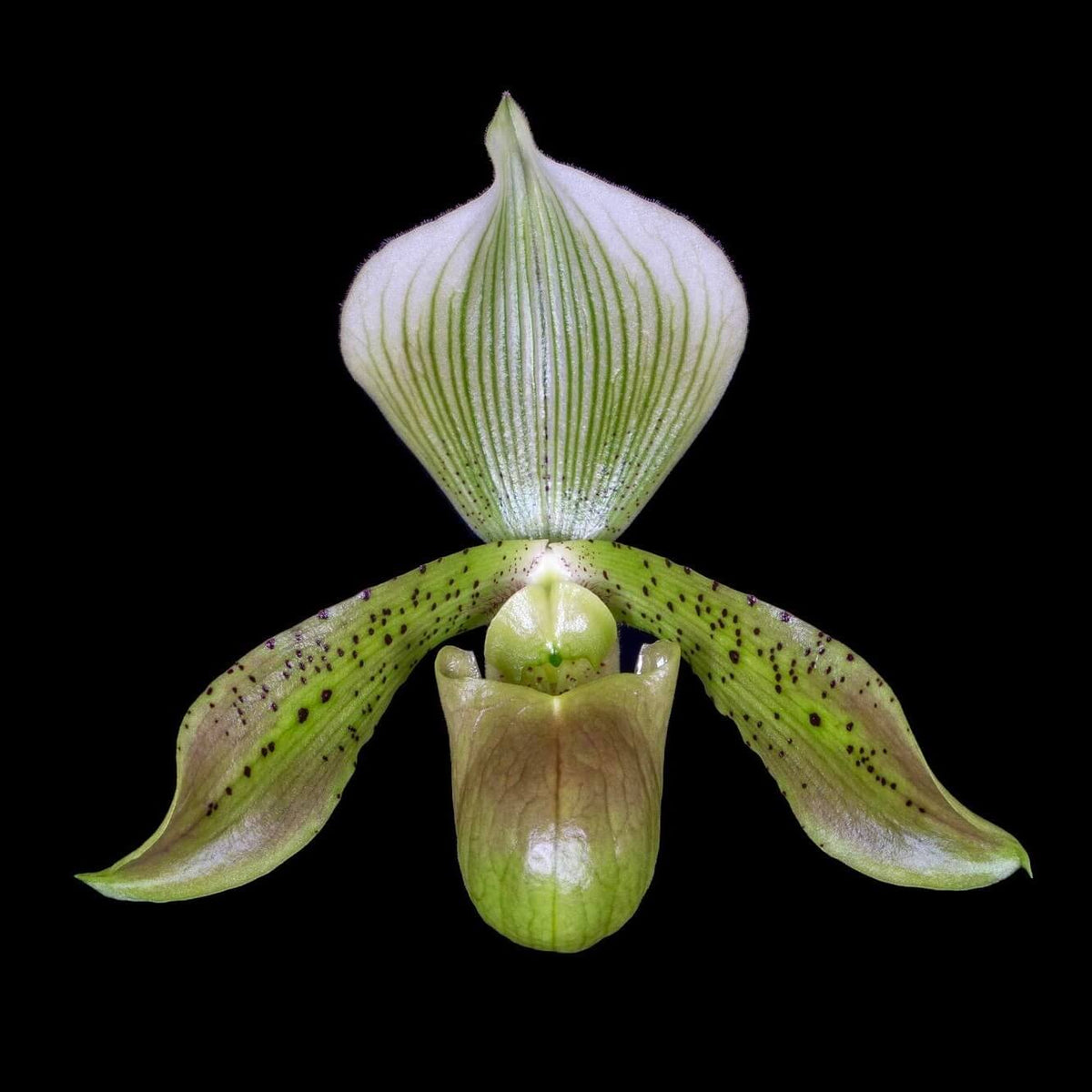 Paphiopedilum tonsum (Rchb.f.) Stein is a distinctive cool-growing, single-flowered Paphiopedilum native to northern and western Sumatra, Indonesia. It grows in humid montane habitats, often in shady pockets of leaf litter and humus over limestone and other rocky substrates, at elevations reported around 1,000–1,800 m. The plant forms compact fans of deep green leaves mottled with gray-green markings, with attractive purple coloration on the undersides.