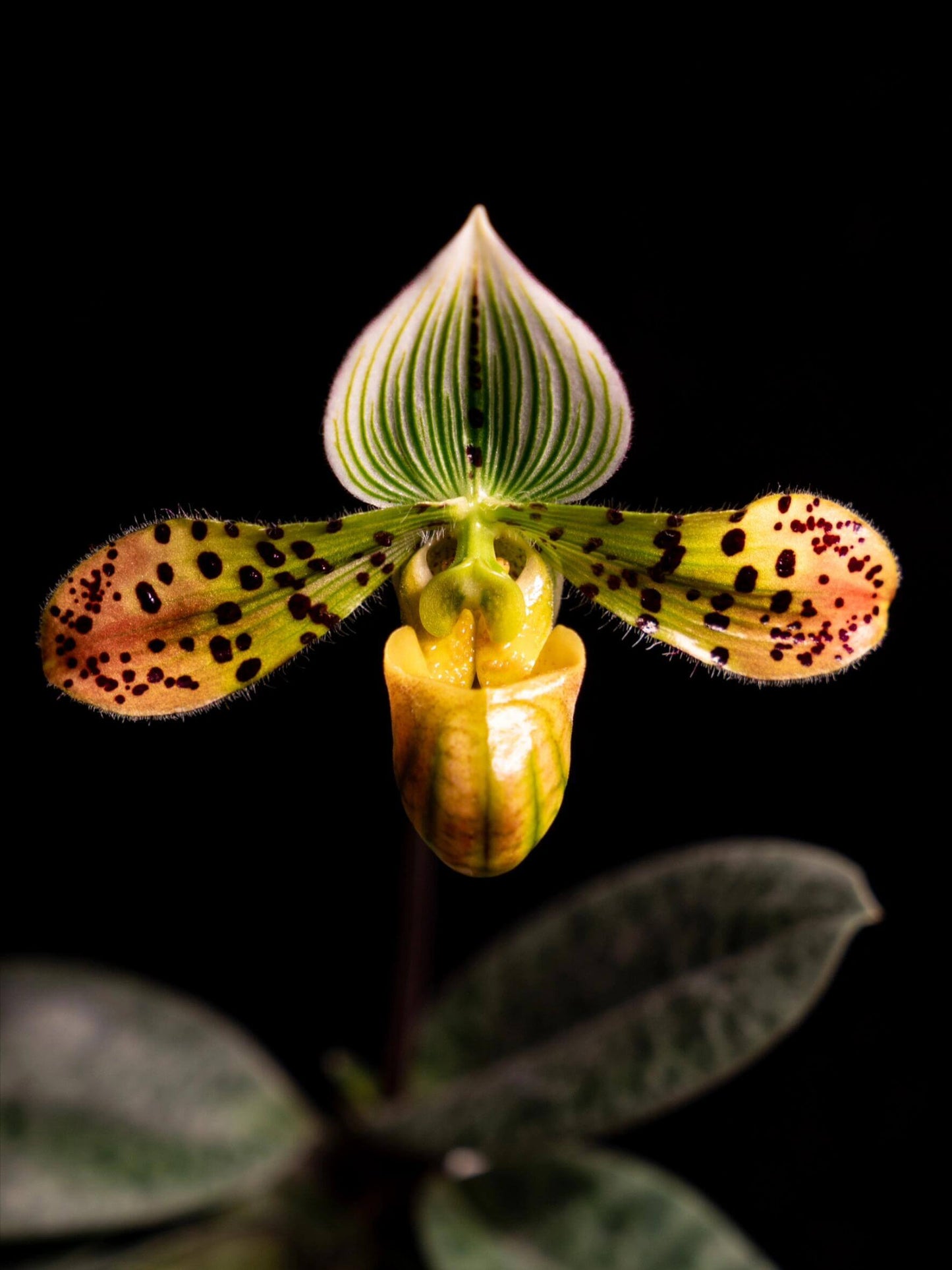 Paphiopedilum venustum is native to Eastern Nepal, northeastern Bangladesh, South Tibet, and parts of northeastern India, including Assam and Bhutan. It is typically found at elevations of 300–1,600 m in shaded, humid habitats such as cliffs above streams, humus-rich gullies, steep loamy slopes, and the bases of trees.