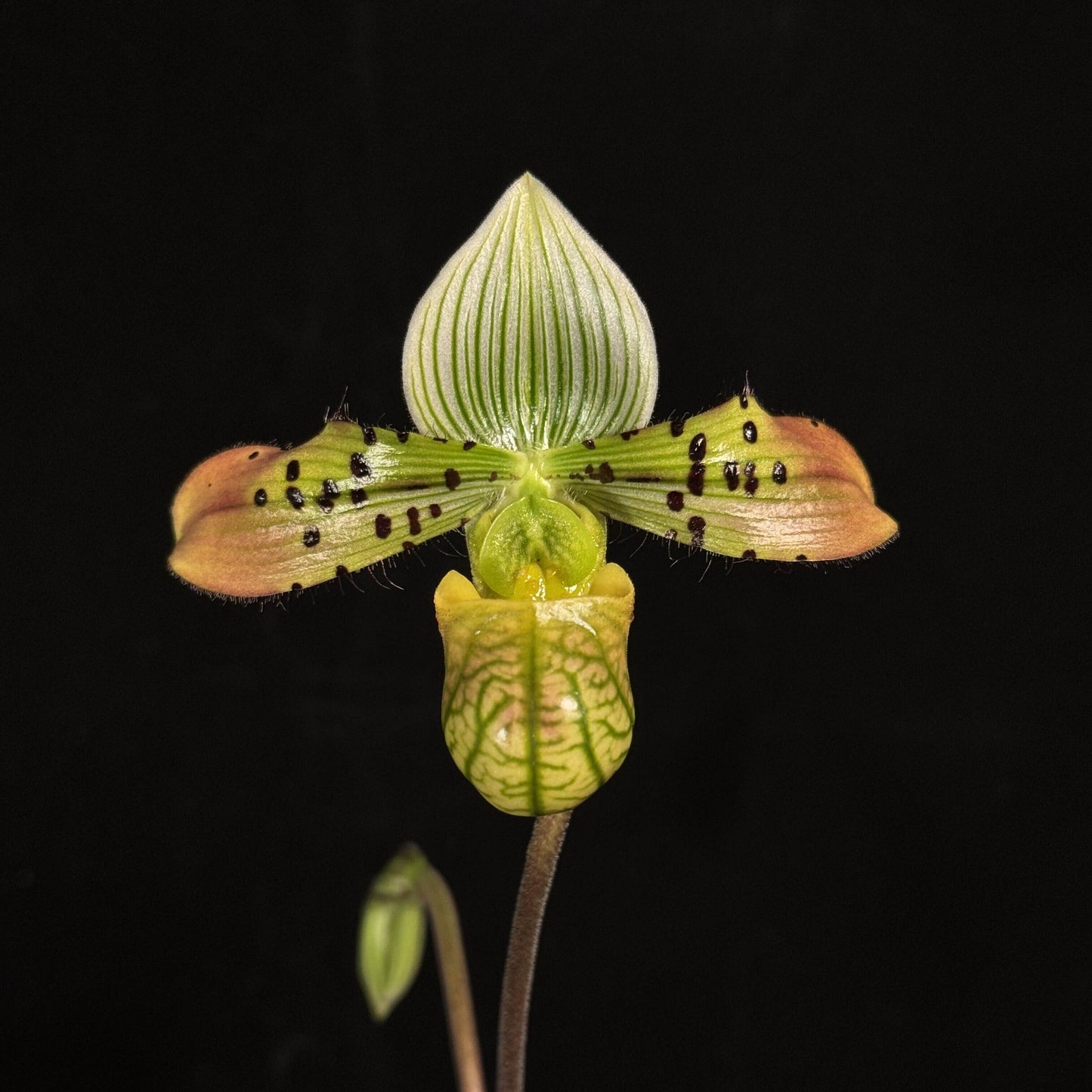 Paphiopedilum venustum is native to Eastern Nepal, northeastern Bangladesh, South Tibet, and parts of northeastern India, including Assam and Bhutan. It is typically found at elevations of 300–1,600 m in shaded, humid habitats such as cliffs above streams, humus-rich gullies, steep loamy slopes, and the bases of trees.