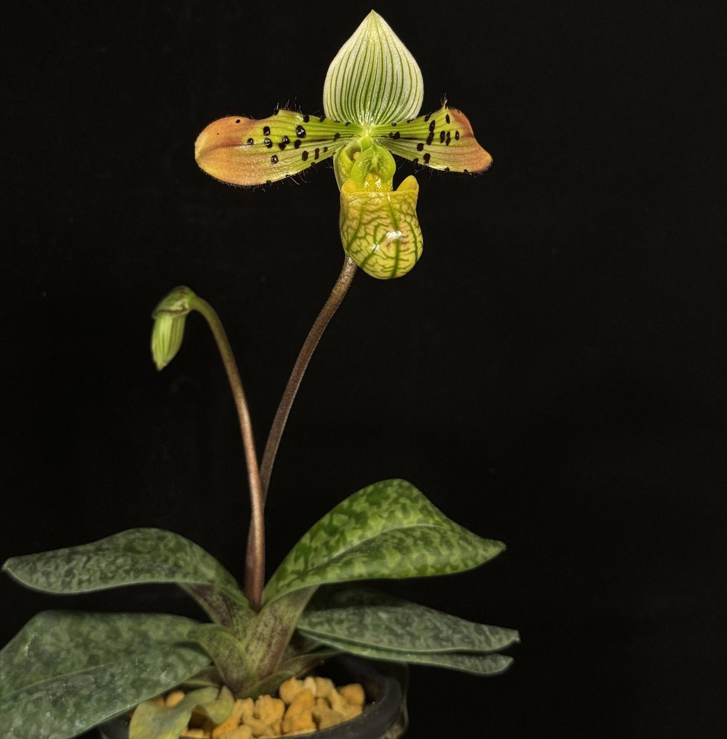 Paphiopedilum venustum is native to Eastern Nepal, northeastern Bangladesh, South Tibet, and parts of northeastern India, including Assam and Bhutan. It is typically found at elevations of 300–1,600 m in shaded, humid habitats such as cliffs above streams, humus-rich gullies, steep loamy slopes, and the bases of trees.