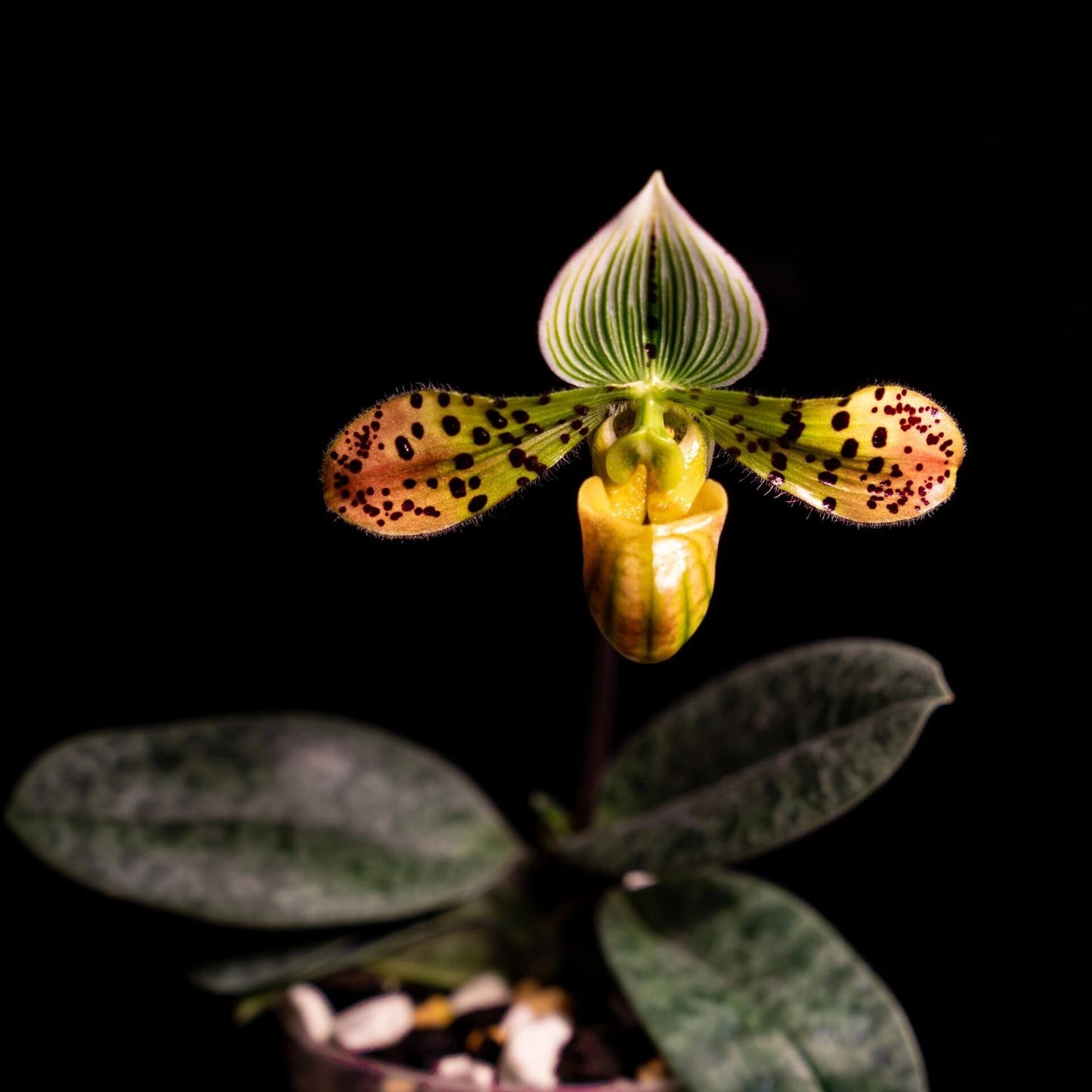 Paphiopedilum venustum is native to Eastern Nepal, northeastern Bangladesh, South Tibet, and parts of northeastern India, including Assam and Bhutan. It is typically found at elevations of 300–1,600 m in shaded, humid habitats such as cliffs above streams, humus-rich gullies, steep loamy slopes, and the bases of trees.