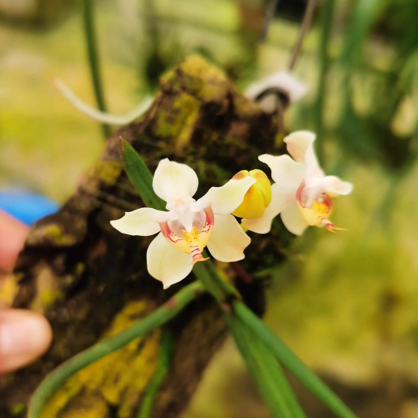 Snake Tongue Paraphalaenopsis (Paraphalaenopsis serpentilingua)