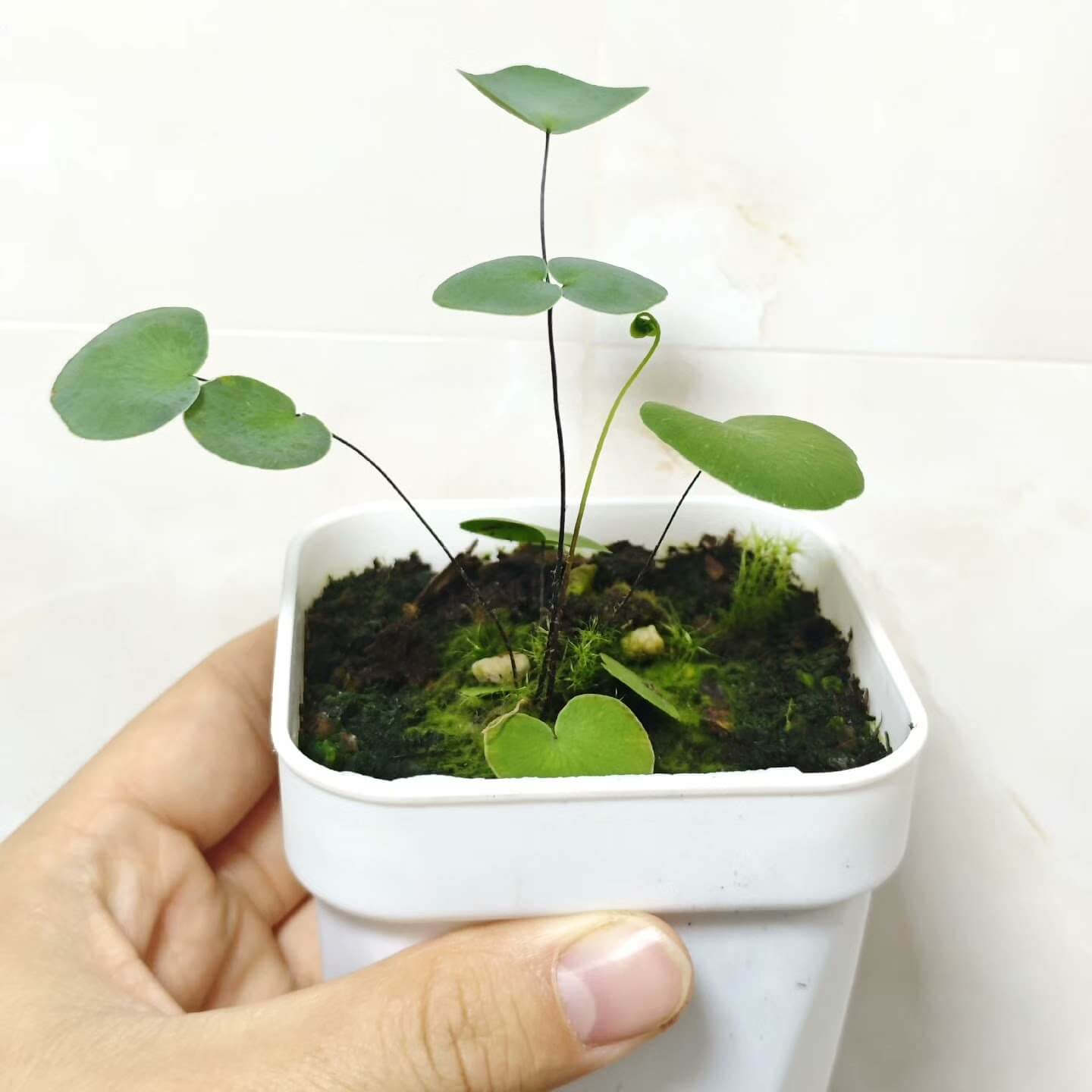 Pellaea calomelanos, a fern native to various regions including southern and eastern Africa, parts of India, Spain, and the Azores, belongs to the Pteridaceae family and the Pellaea genus. This resilient fern thrives in rocky outcrops and shaded or semi-shaded areas. With its striking blue-white leaf color and fast growth rate, it is an excellent choice for terrariums, shaded garden spots, and indoor plant enthusiasts.