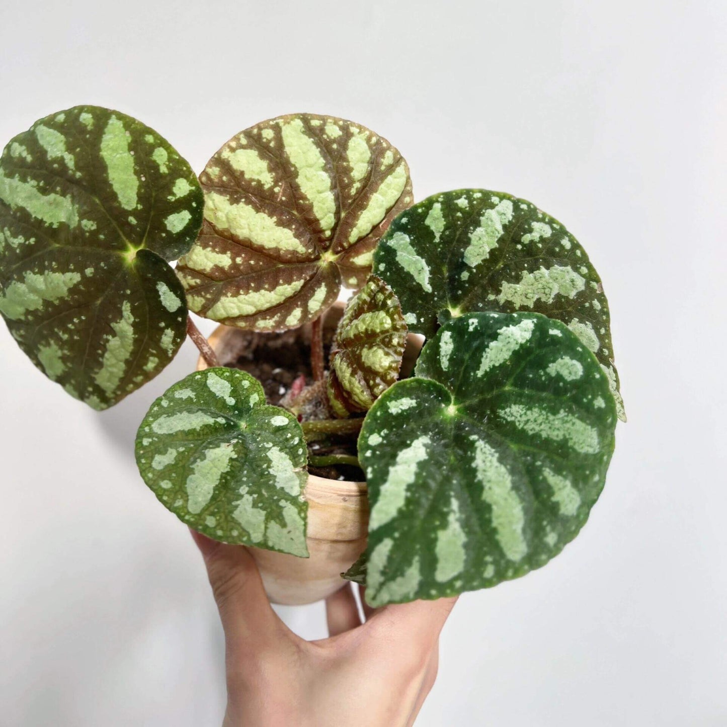 Begonia balansana is a charming Begonia species native to the mountainous regions of northern Vietnam, particularly around Mount Ba Vi. Known for its distinctive foliage and adaptability, this plant is perfect for plant collectors and enthusiasts looking to add a beautiful, unique species to their collection.