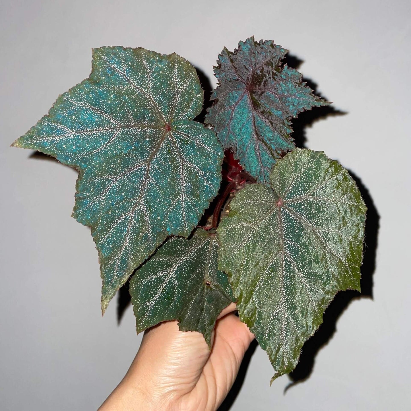 Begonia Robin is a striking plant with deep, dark-colored leaves, featuring vibrant purple-red veins. The leaves are sprinkled with star-like spots, giving it a unique appearance. Under low light conditions, the leaves will reflect a beautiful bluish hue, adding an extra layer of charm.