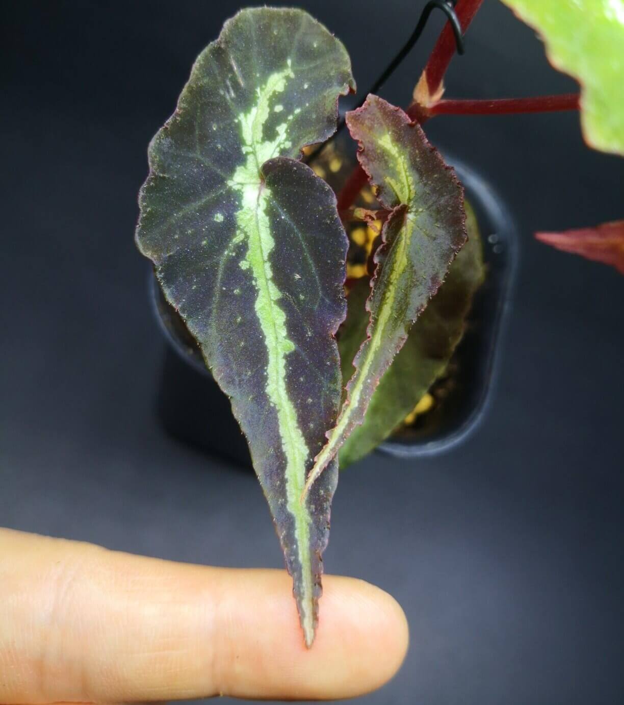Begonia variabilis ‘Narrow Gold Leaf’ is a highly ornamental begonia with deep brown to nearly black leaves, highlighted by a slender, vivid golden-green midrib that catches the light beautifully. Its elegant form and striking color contrast make it a standout in any plant collection. This begonia thrives in high humidity and moderate light, making it an excellent choice for terrariums, greenhouses, or indoor spaces with controlled conditions.