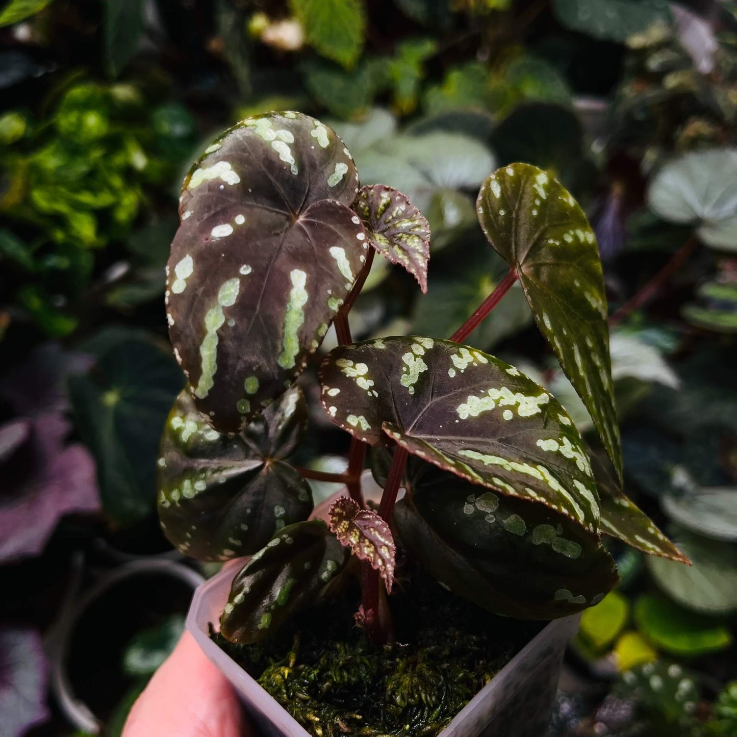 Begonia Variabilis Type 2 is a striking variety known for its distinctive foliage. The leaves are a blend of rich brown or reddish hues, adorned with vibrant yellow or green spots, creating a captivating and dynamic appearance. This begonia thrives in high humidity environments, making it an excellent choice for terrariums, glass domes, or greenhouses. Its unique and colorful foliage, combined with relatively easy care, makes it a popular choice for plant enthusiasts.