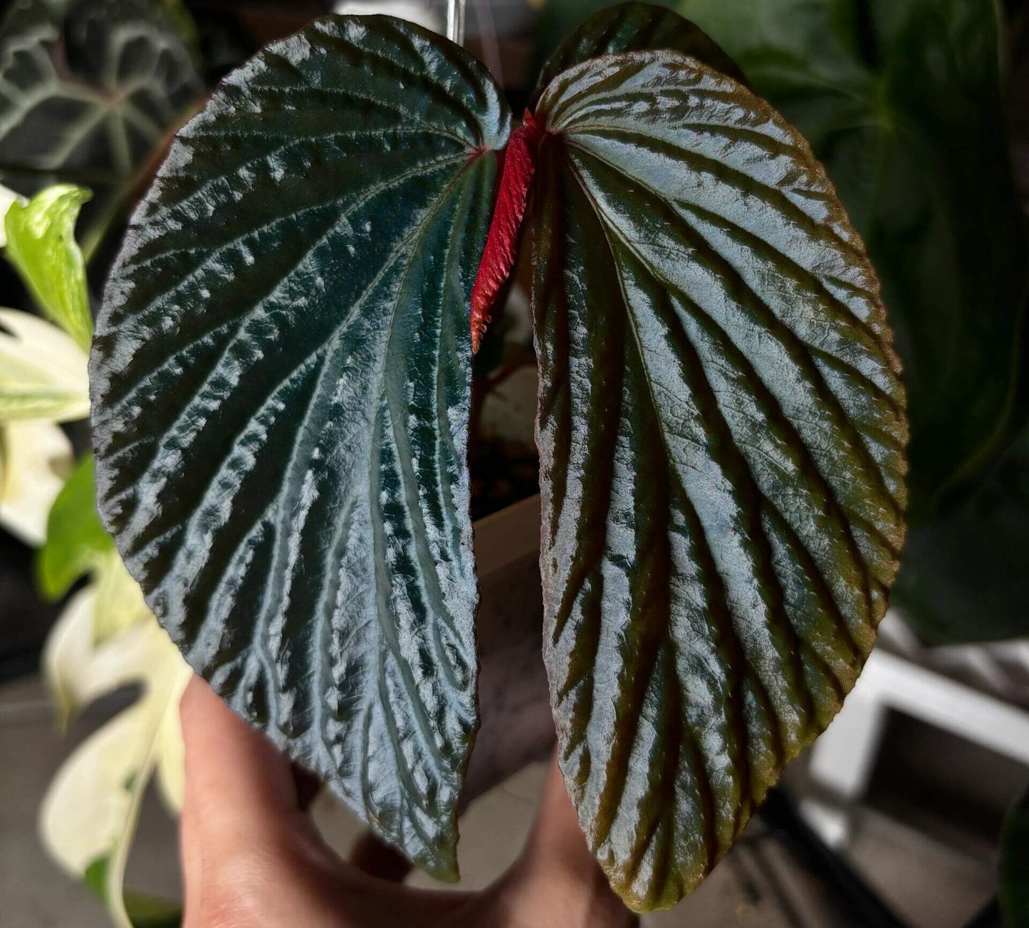 Begonia metallicolor is a captivating and visually striking species native to Borneo, Malaysia. Known for its iridescent foliage, it showcases hues of blue, teal, green, and purple, making it a unique and prized addition to any plant collection. With its metallic sheen and deeply corrugated leaves, this begonia adds texture and elegance to your indoor garden. Begonia metallicolor thrives in high-humidity environments, making it ideal for terrariums, glass domes, or greenhouses where it can truly flourish.