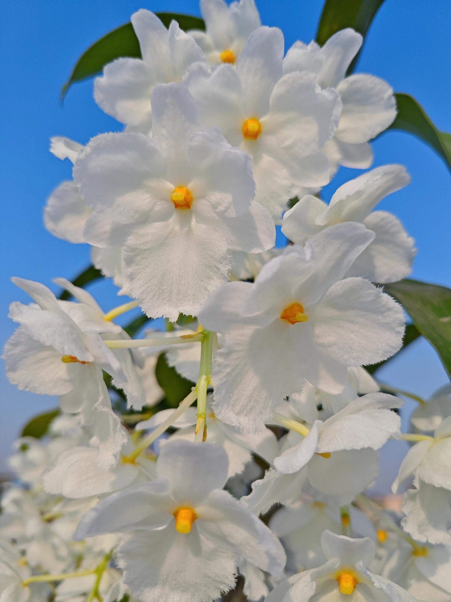 A strikingly rare pure‑white (album) form of Dendrobium farmeri, distinguished by its petaloid lip that mirrors the other petals—making this a highly unusual double mutation. The compact, vigorous plant blooms in spring on both new and old canes, sending out pendulous inflorescences up to 8″ long, covered in fragrant, daisy‑like white flowers (~2–2.5″ across) with yellow anther caps. Native to the eastern Himalayas and Southeast Asia (500–3,300 ft), it thrives in shaded, well‑ventilated conditions.