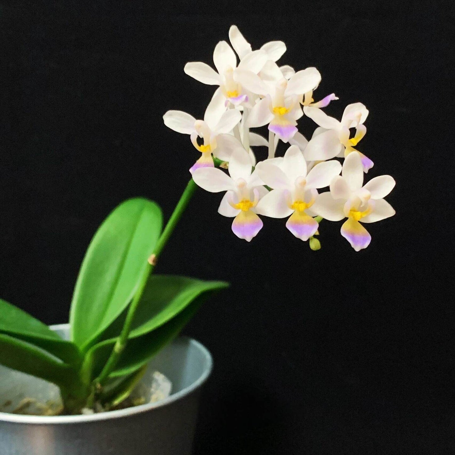 Phalaenopsis equestris var. coerulea is a captivating orchid variety known for its delicate white flowers adorned with a bluish-purple lip. This form of the "Horse Phalaenopsis" is native to the hot valleys near streams in southern Taiwan and the Philippines, thriving at elevations of 0–300 meters.
