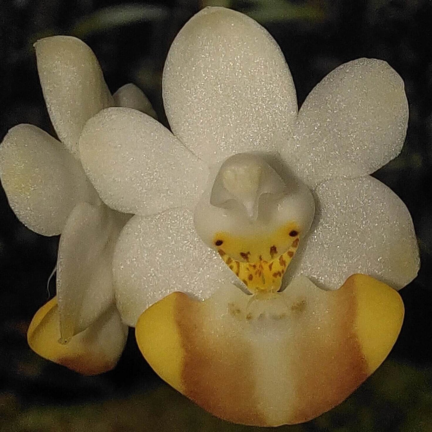 Phalaenopsis lobbii is an epiphytic orchid native to the eastern Himalayas—spanning northeastern India (Assam, Sikkim), Bhutan, Myanmar, Vietnam, and southern China—thriving at elevations typically between 366 and 1,200 meters. It grows in evergreen lowland, mixed broadleaf, and coniferous forests, often on mossy, old tree trunks and branches.
