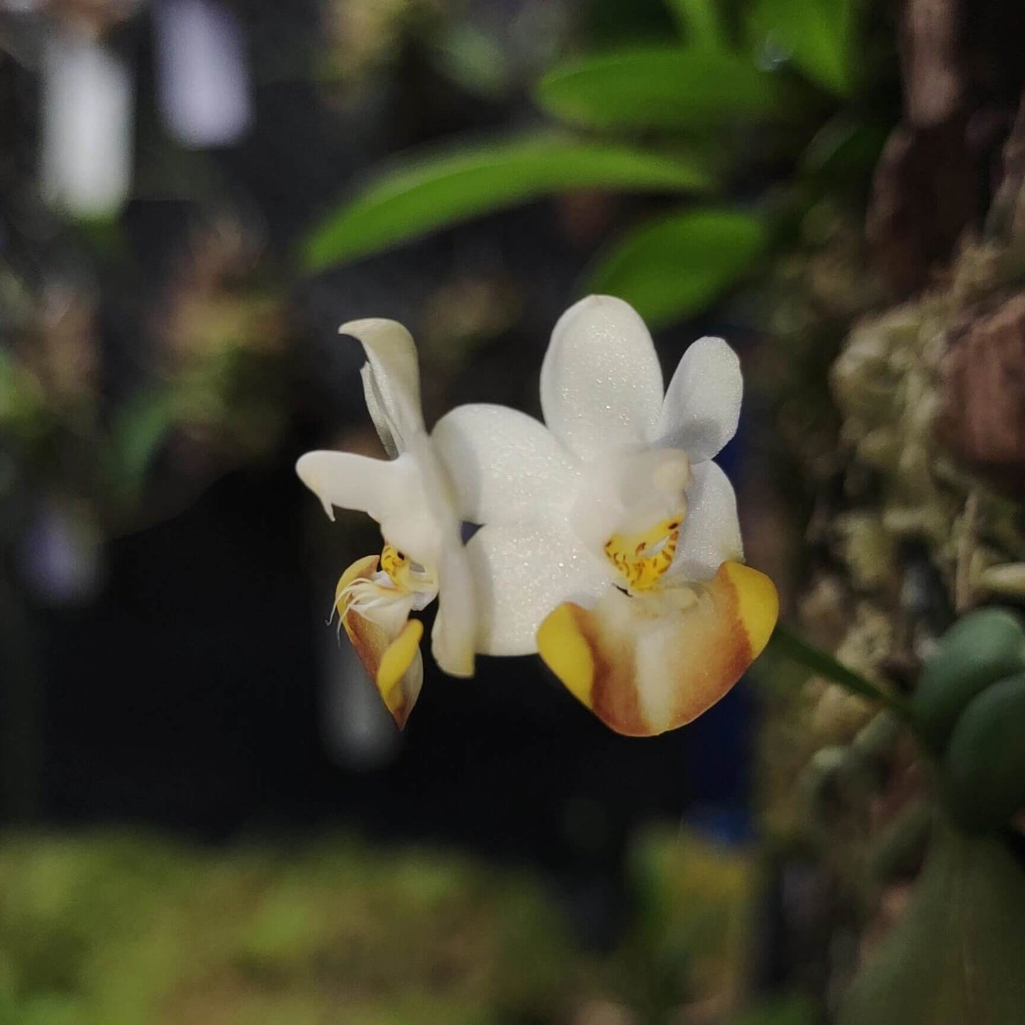 Phalaenopsis lobbii is an epiphytic orchid native to the eastern Himalayas—spanning northeastern India (Assam, Sikkim), Bhutan, Myanmar, Vietnam, and southern China—thriving at elevations typically between 366 and 1,200 meters. It grows in evergreen lowland, mixed broadleaf, and coniferous forests, often on mossy, old tree trunks and branches.