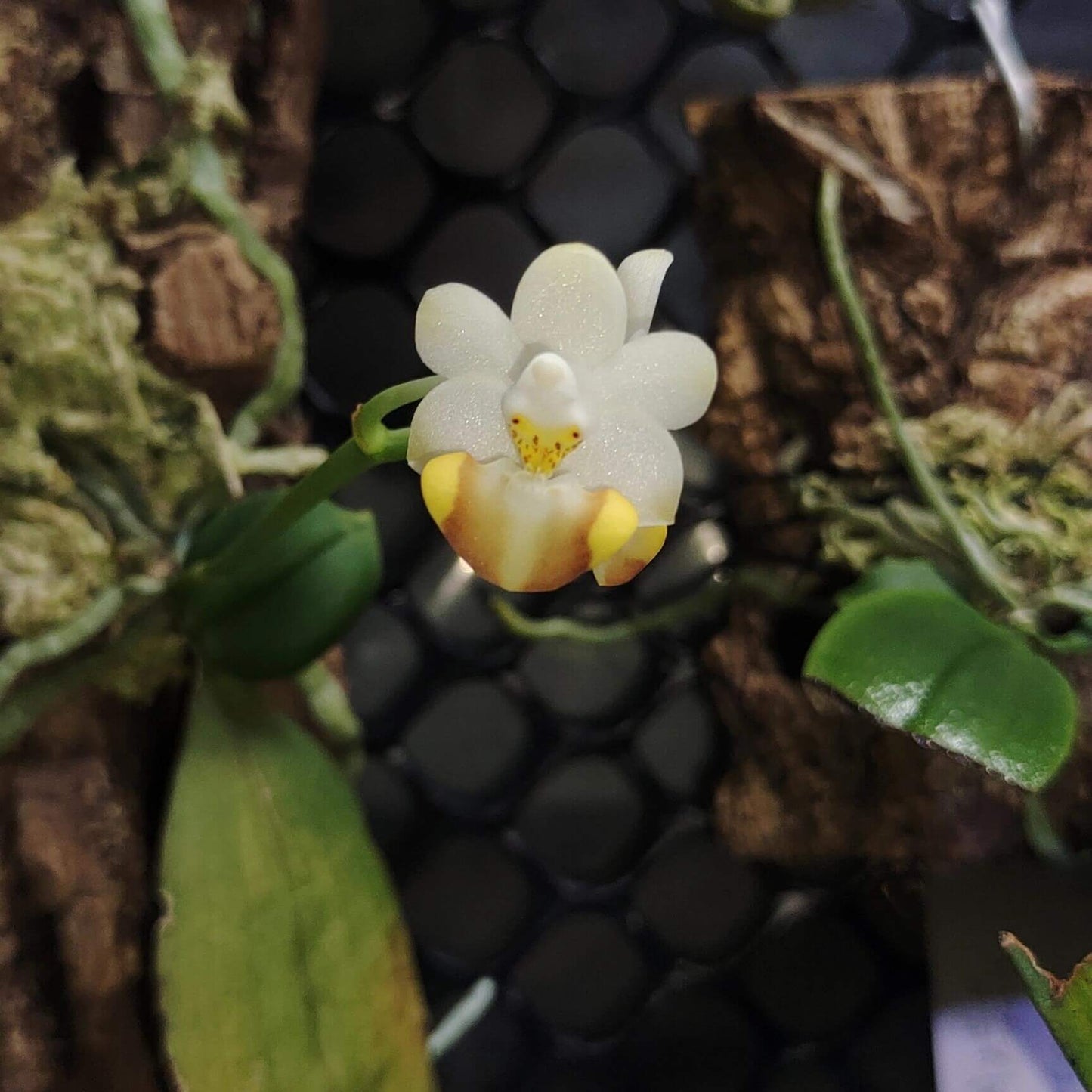 Phalaenopsis lobbii is an epiphytic orchid native to the eastern Himalayas—spanning northeastern India (Assam, Sikkim), Bhutan, Myanmar, Vietnam, and southern China—thriving at elevations typically between 366 and 1,200 meters. It grows in evergreen lowland, mixed broadleaf, and coniferous forests, often on mossy, old tree trunks and branches.