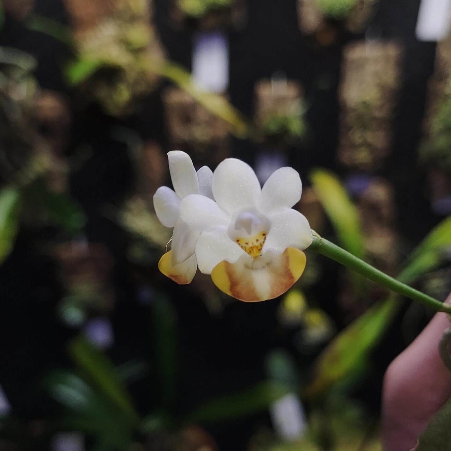 Phalaenopsis lobbii is an epiphytic orchid native to the eastern Himalayas—spanning northeastern India (Assam, Sikkim), Bhutan, Myanmar, Vietnam, and southern China—thriving at elevations typically between 366 and 1,200 meters. It grows in evergreen lowland, mixed broadleaf, and coniferous forests, often on mossy, old tree trunks and branches.