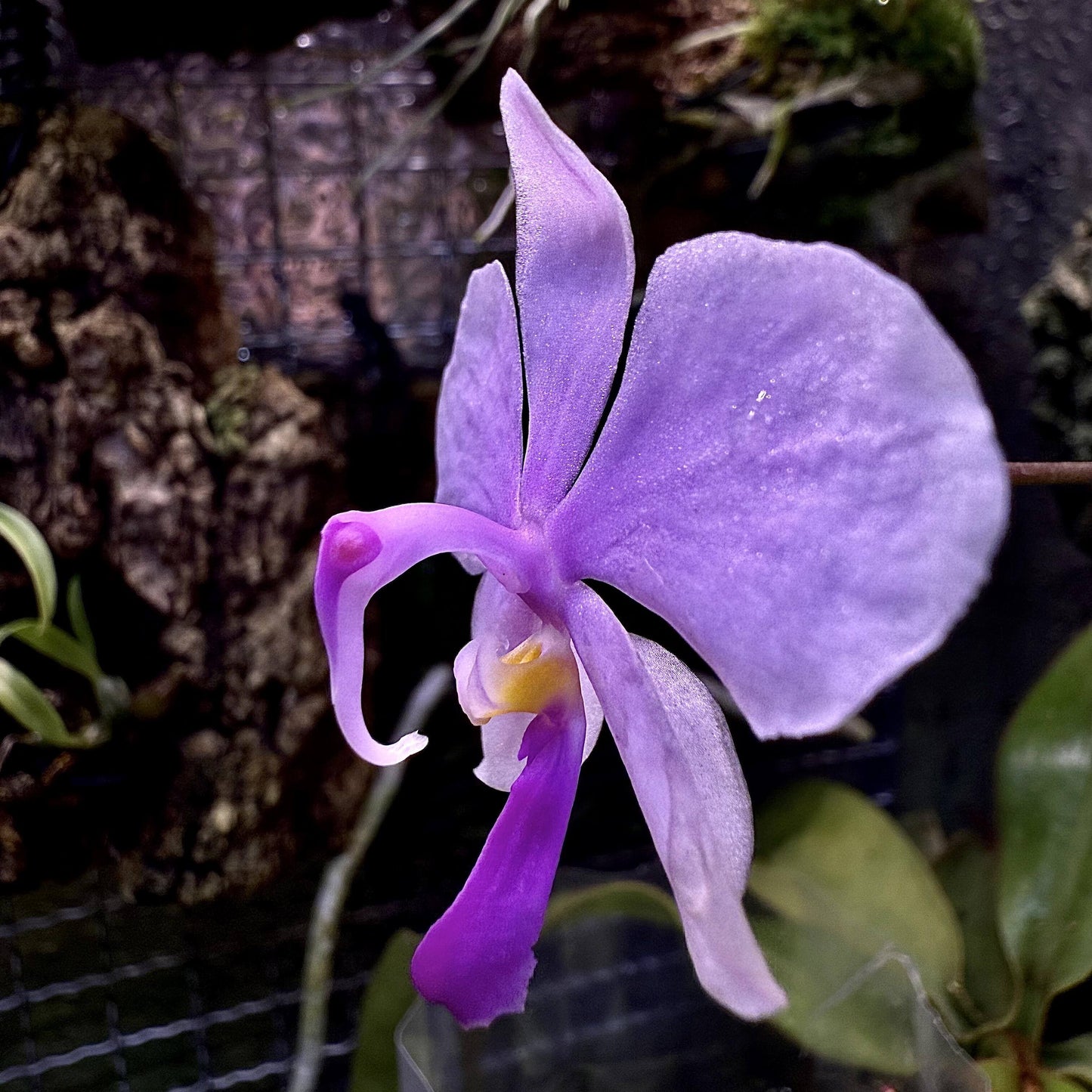 Phalaenopsis lowii, commonly known as Low's Phalaenopsis, is a distinctive and rare species of orchid native to the lowland regions of Myanmar and Borneo. It thrives in areas with abundant rainfall and is often seen growing on bare limestone rocks or on twigs of small shrubs rooted in rock crevices. These habitats are usually exposed to morning sunlight but are shaded in the afternoon, providing a balanced light environment for the orchids.