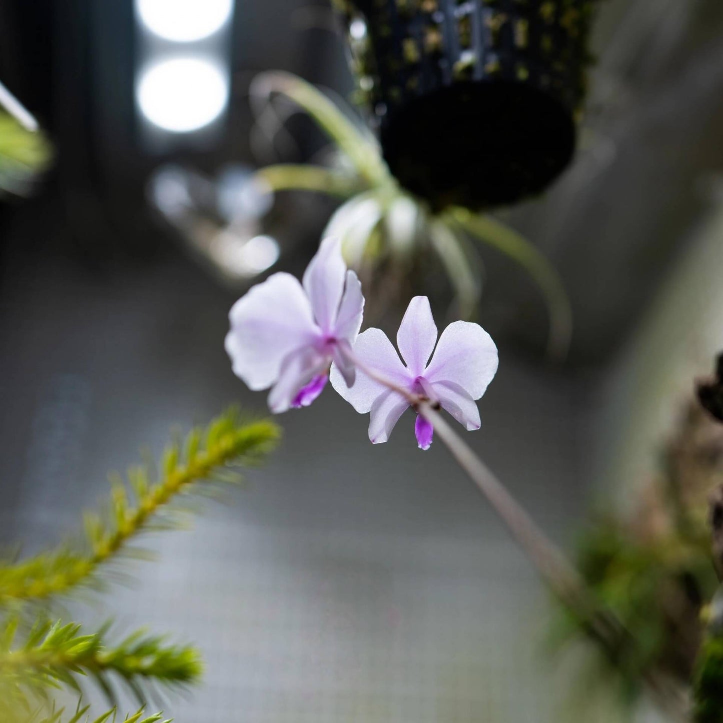 Phalaenopsis lowii, commonly known as Low's Phalaenopsis, is a distinctive and rare species of orchid native to the lowland regions of Myanmar and Borneo. It thrives in areas with abundant rainfall and is often seen growing on bare limestone rocks or on twigs of small shrubs rooted in rock crevices. These habitats are usually exposed to morning sunlight but are shaded in the afternoon, providing a balanced light environment for the orchids.