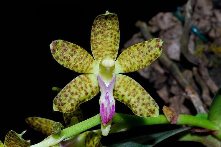 Phalaenopsis subparishii is a rare, miniature epiphytic orchid endemic to southern China. It thrives in humid subtropical to tropical forests at elevations of 300–1,100 meters above sea level and is typically found growing on tree trunks in provinces such as Fujian, Guangdong, Guizhou, Hubei, Hunan, Sichuan, and Zhejiang.