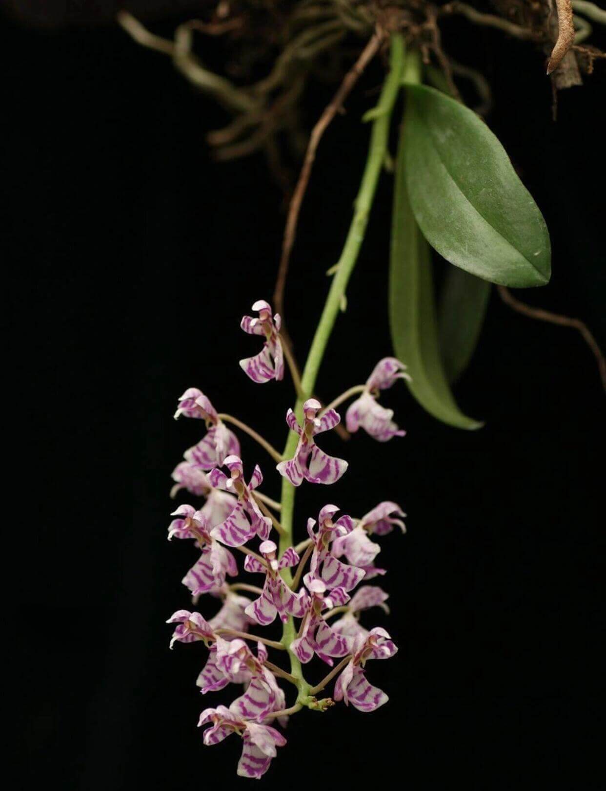 Phalaenopsis zhejiangensis is a rare epiphytic orchid species endemic to southeastern China. It occurs in the wild at elevations of 300–900 meters above sea level, primarily in the mountainous forests of Zhejiang Province, including Tianmu Mountain in Lin'an, and also in parts of Gansu, Anhui, and Shanxi provinces. This species typically grows on tree branches or rock surfaces in sparse woodlands and along forest margins.