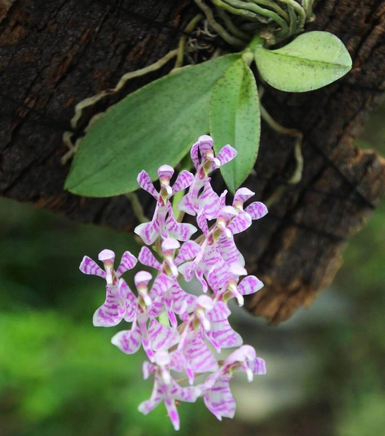 Phalaenopsis zhejiangensis is a rare epiphytic orchid species endemic to southeastern China. It occurs in the wild at elevations of 300–900 meters above sea level, primarily in the mountainous forests of Zhejiang Province, including Tianmu Mountain in Lin'an, and also in parts of Gansu, Anhui, and Shanxi provinces. This species typically grows on tree branches or rock surfaces in sparse woodlands and along forest margins.