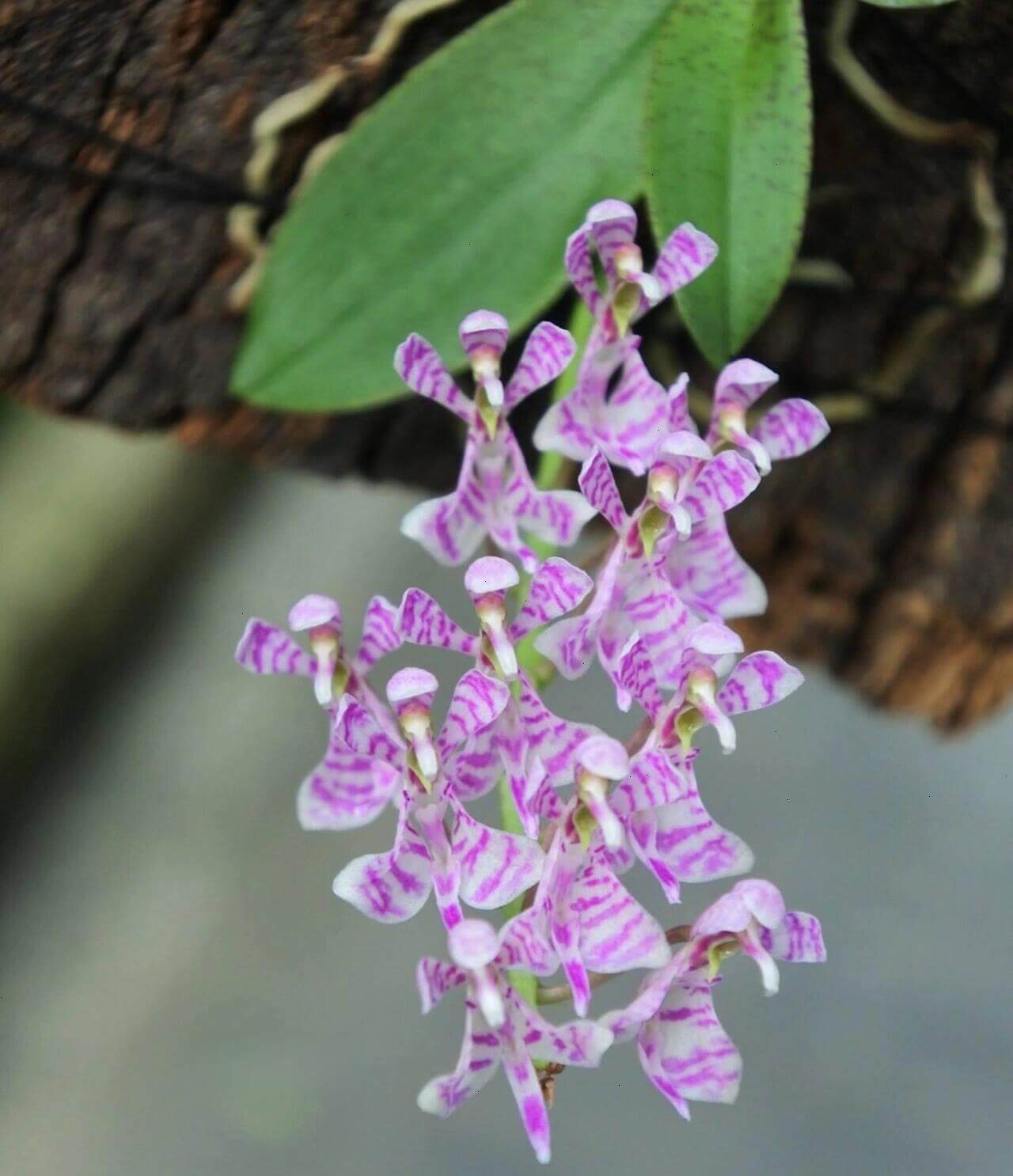 Phalaenopsis zhejiangensis is a rare epiphytic orchid species endemic to southeastern China. It occurs in the wild at elevations of 300–900 meters above sea level, primarily in the mountainous forests of Zhejiang Province, including Tianmu Mountain in Lin'an, and also in parts of Gansu, Anhui, and Shanxi provinces. This species typically grows on tree branches or rock surfaces in sparse woodlands and along forest margins.