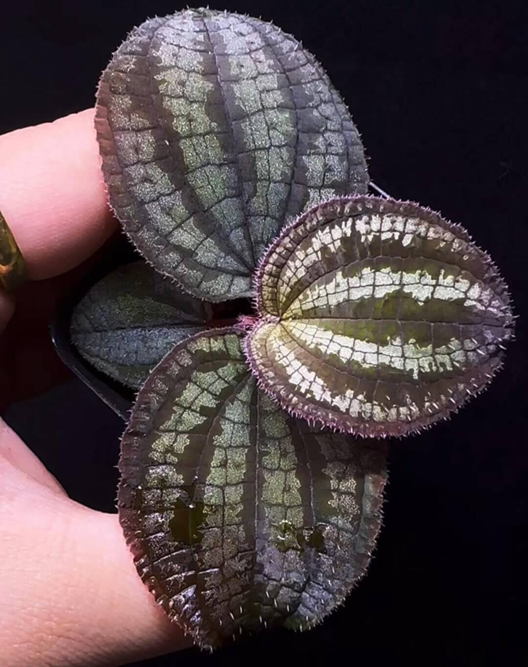 Phyllagathis rajah is a rare, tropical plant native to the Batu Enau region in Sarawak, Malaysia. It belongs to the Melastomataceae family, specifically the Sonerileae tribe. Known for its captivating foliage, Phyllagathis rajah is an herbaceous perennial that thrives in humid tropical environments.