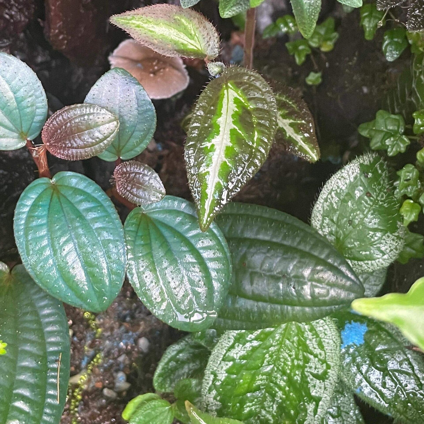 Phyllagathis rotundifolia is a rare and visually striking plant native to Southeast Asia, particularly found in lowland and montane forests of Malaysia, Thailand, and Sumatra. It is known for its glossy, bullate (puckered) leaves and vibrant pinkish-purple flowers, making it a sought-after species among plant enthusiasts.