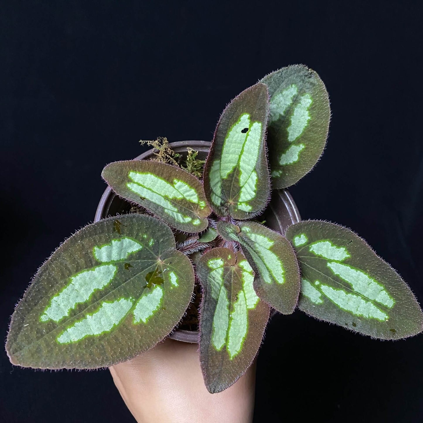 Phyllagathis sp. Green Patches Asia is native to Asia, with leaves displaying deep green or brown hues and distinct light green or yellow patches in the center, creating a striking contrast. This plant thrives in high-humidity environments, making it perfect for terrariums where it can flourish under controlled conditions with consistent moisture and indirect light.