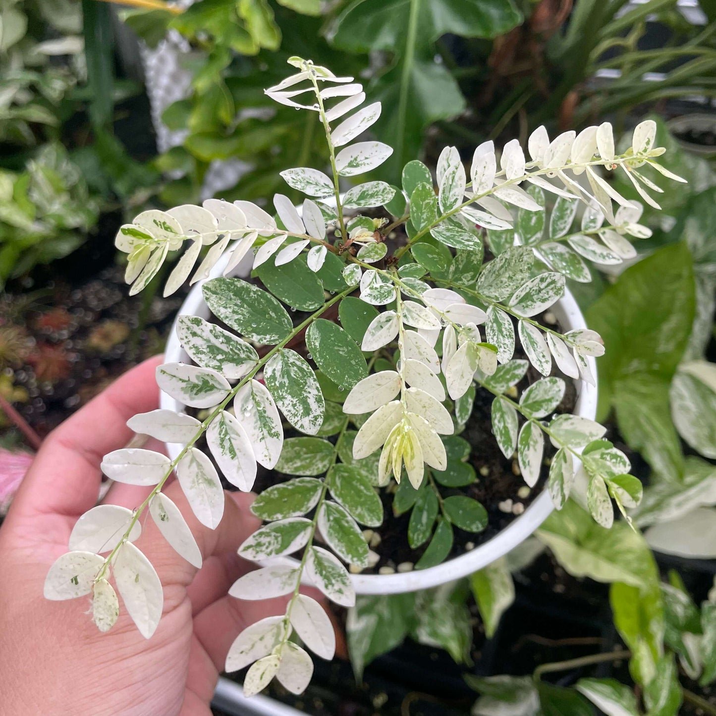 Phyllanthus Pulcher White Variegated is a stunning ornamental plant admired for its vibrant foliage. Its leaves feature a striking combination of creamy white and green hues, making it a standout choice for both indoor and outdoor spaces.