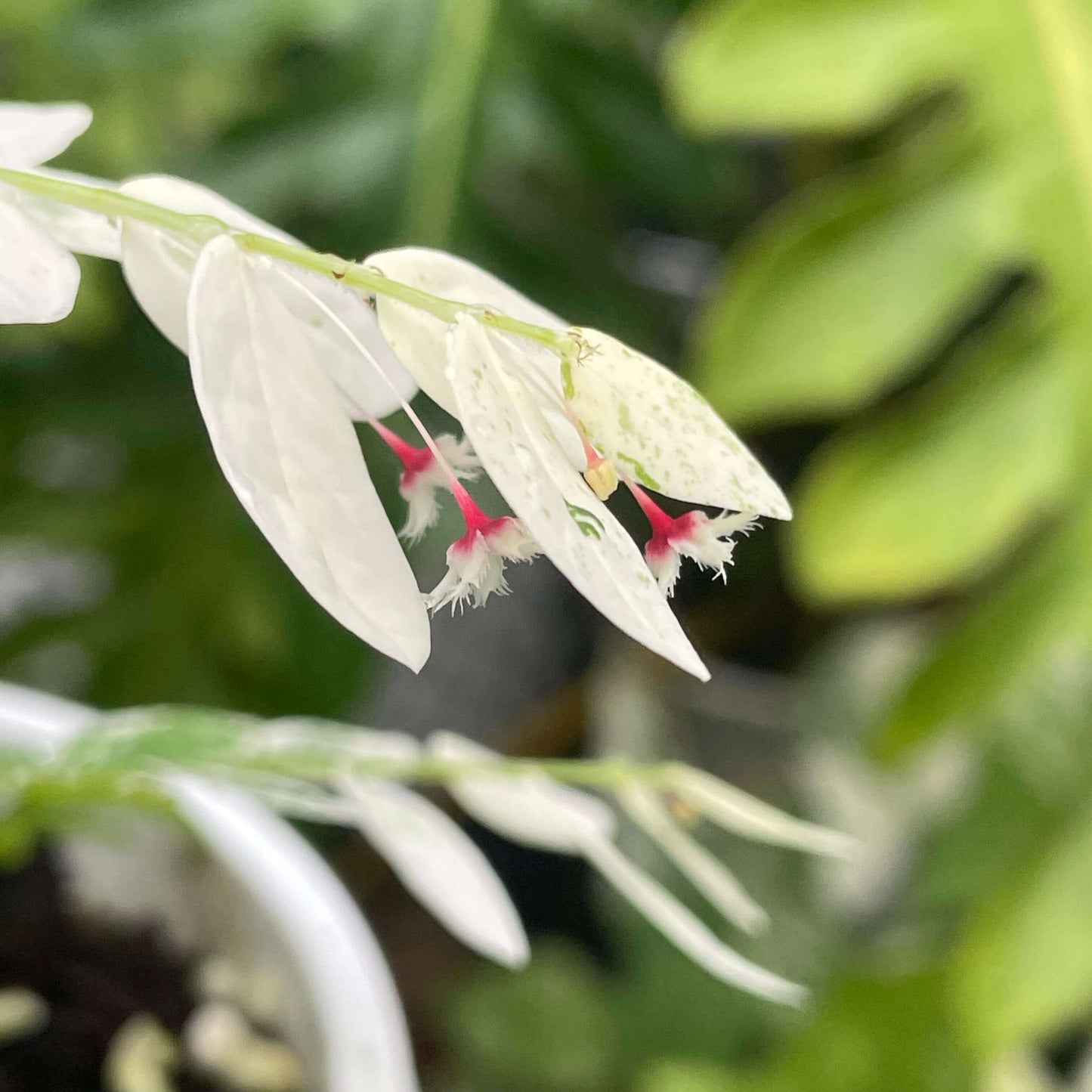 Phyllanthus Pulcher White Variegated is a stunning ornamental plant admired for its vibrant foliage. Its leaves feature a striking combination of creamy white and green hues, making it a standout choice for both indoor and outdoor spaces.
