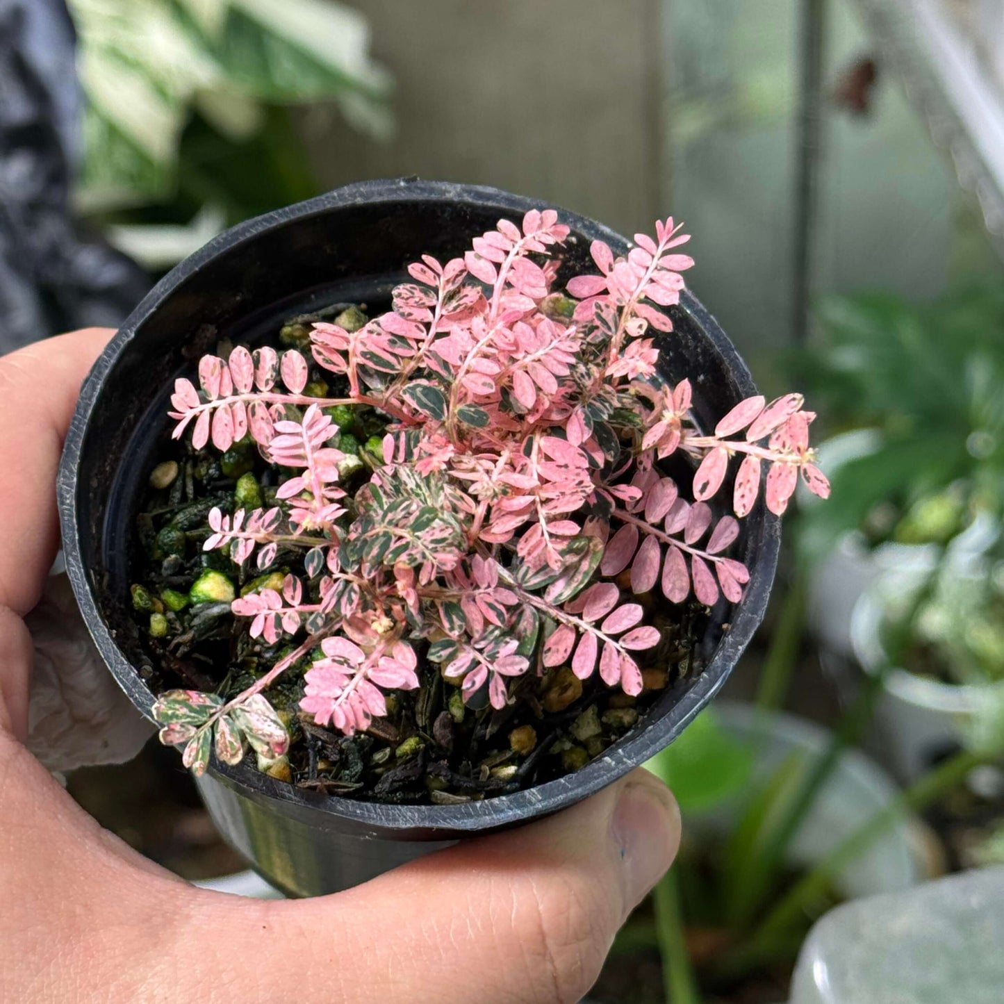 Phyllanthus Urinaria Pink Variegated A rare and stunning variegated form of Phyllanthus urinaria, featuring soft pink, creamy white, and green marbled foliage. This compact plant is a true showstopper with a delicate, fern-like appearance that brings elegance to any collection.