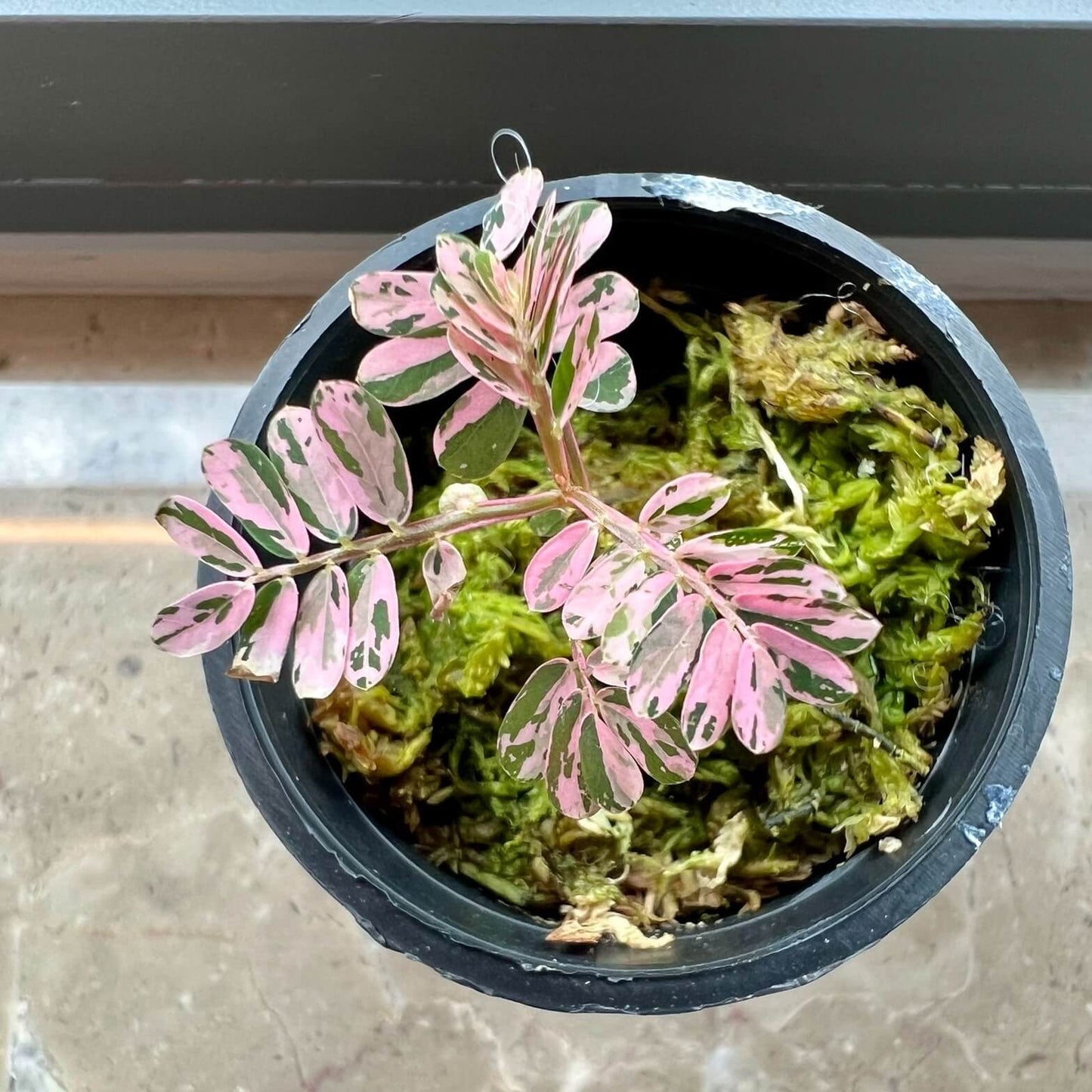 Phyllanthus Urinaria Pink Variegated A rare and stunning variegated form of Phyllanthus urinaria, featuring soft pink, creamy white, and green marbled foliage. This compact plant is a true showstopper with a delicate, fern-like appearance that brings elegance to any collection.