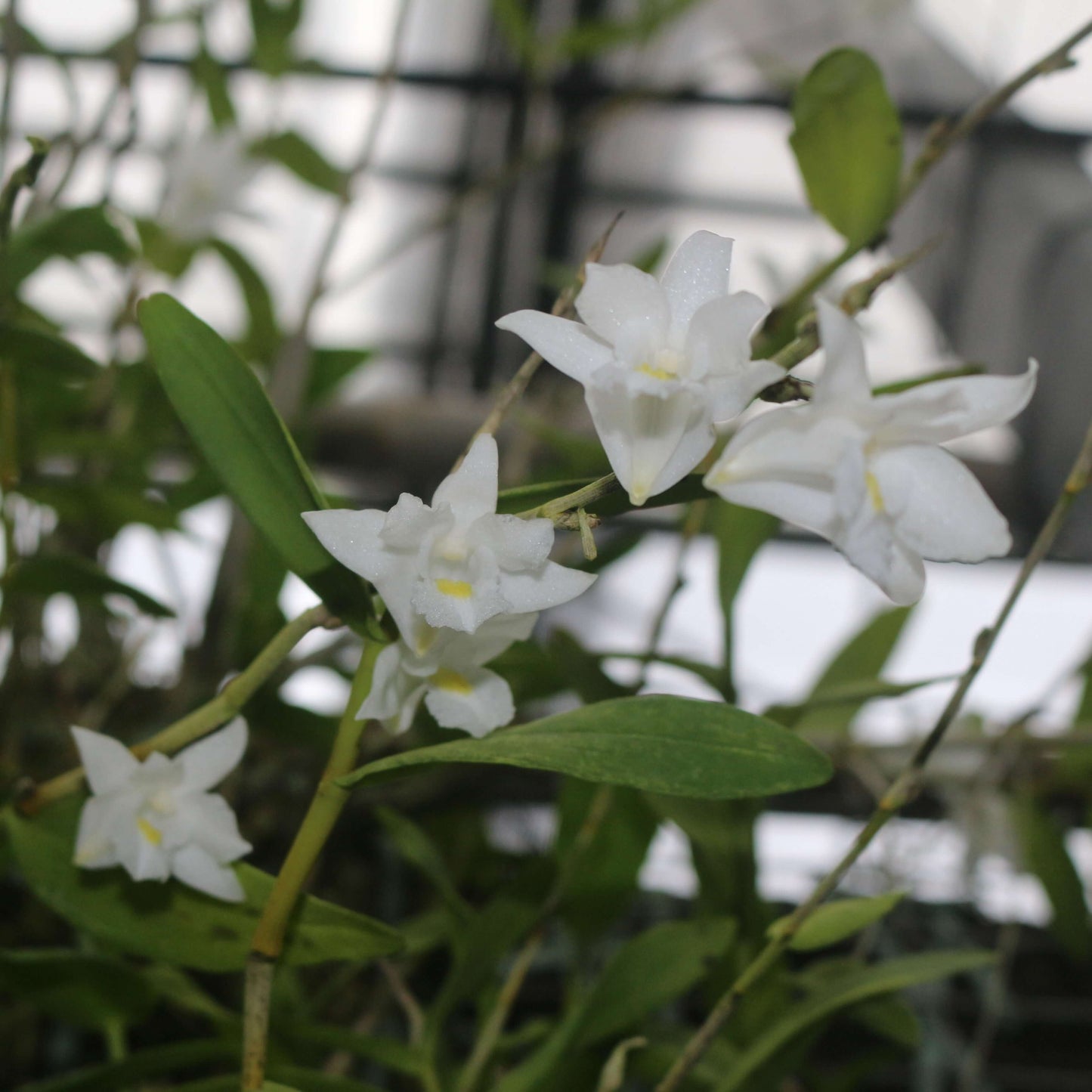 Dendrobium crumenatum, also known as the Pigeon Orchid, is an epiphytic orchid native to tropical regions of Southeast Asia, including India, Malaysia, Singapore, Indonesia, and the Philippines. It thrives in lowland rainforests and coastal scrub habitats.