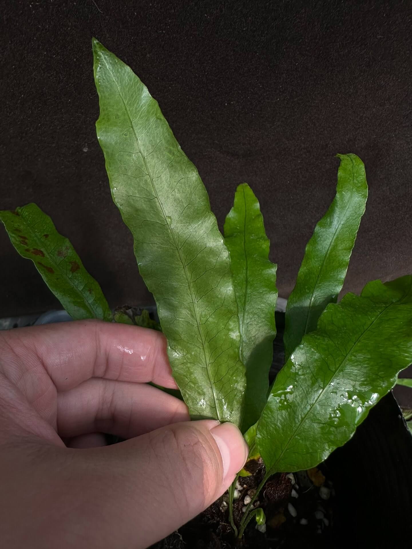 Microsorum membranifolium, commonly known as the pimple fern or membranous fern, is a strikingly unique epiphytic and lithophytic species within the Polypodiaceae family. Native to tropical and subtropical regions of South and Southeast Asia—including Sri Lanka, India, Malaysia, Indonesia, and parts of Australia—it thrives in humid, shaded rainforest environments, particularly along streambanks or on moist rock surfaces.