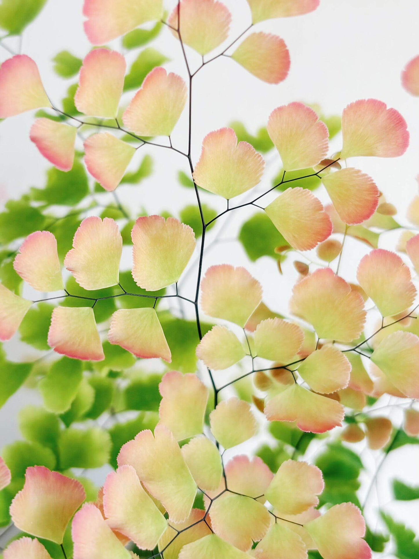 Adiantum tenerum 'Scutum Roseum', commonly known as the Rosy Maidenhair Fern, is a unique cultivar of the popular Adiantum tenerum species. This fern is distinguished by its delicate, fan-shaped fronds that emerge in a stunning pink hue, gradually transitioning to a lush green as they mature. The soft, vibrant color of its leaves adds an elegant touch to any indoor space, making it a perfect choice for terrariums, shaded garden areas, or as an eye-catching centerpiece for your home or office.