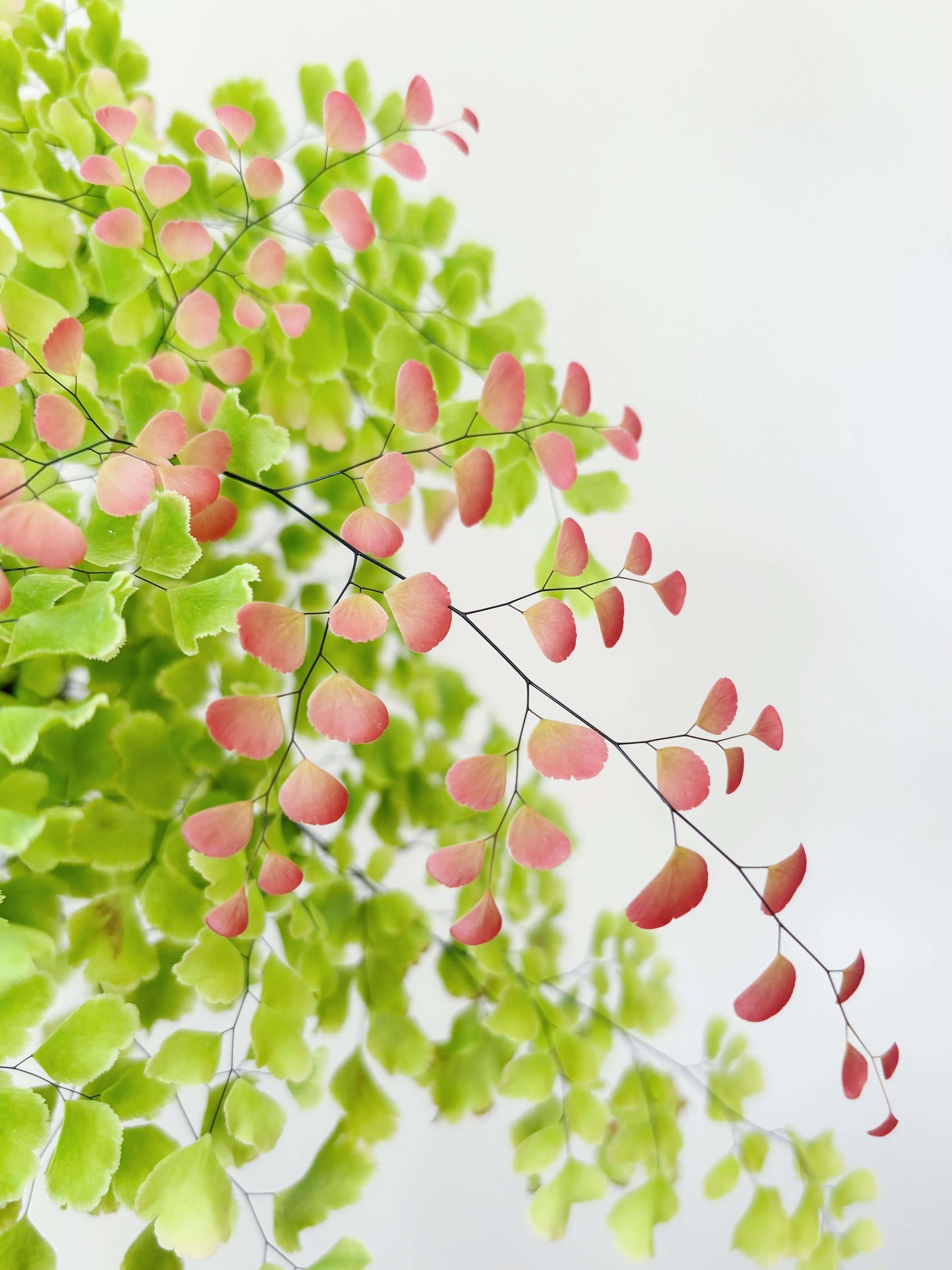 Adiantum tenerum 'Scutum Roseum', commonly known as the Rosy Maidenhair Fern, is a unique cultivar of the popular Adiantum tenerum species. This fern is distinguished by its delicate, fan-shaped fronds that emerge in a stunning pink hue, gradually transitioning to a lush green as they mature. The soft, vibrant color of its leaves adds an elegant touch to any indoor space, making it a perfect choice for terrariums, shaded garden areas, or as an eye-catching centerpiece for your home or office.