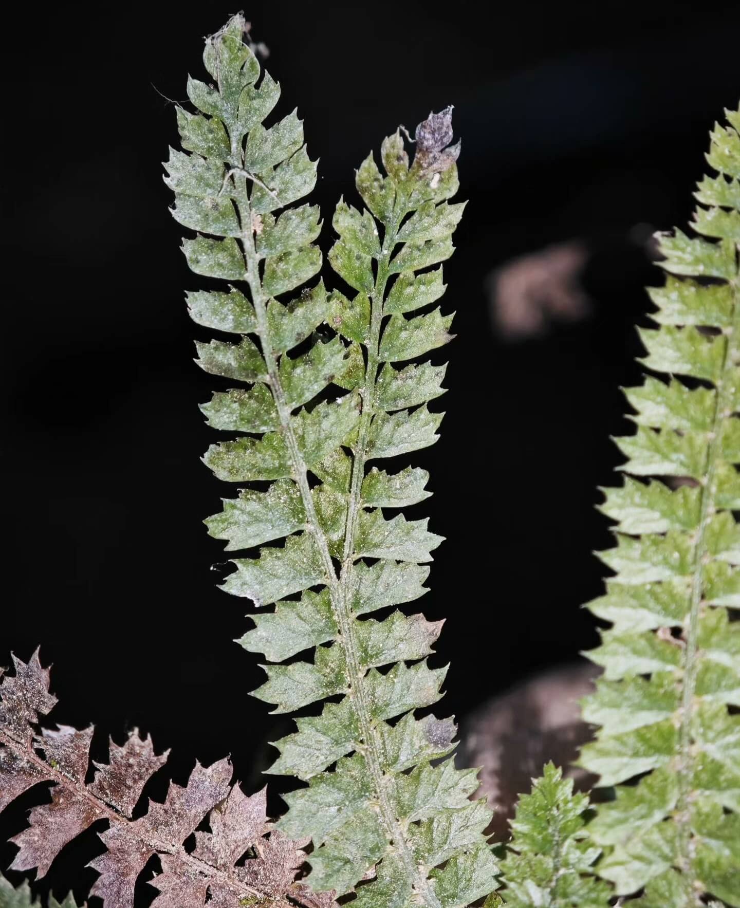 Polystichum lanceolatum is a small epiphytic fern from the Dryopteridaceae family and Polystichum genus, making it an excellent choice for rainforest terrariums. Native to East Asia, this fern has finely divided pinnate leaves with serrated edges, giving it a unique and attractive appearance. It thrives in humid environments and is perfect for adding a lush, green touch to your indoor plant collection or terrarium setup.